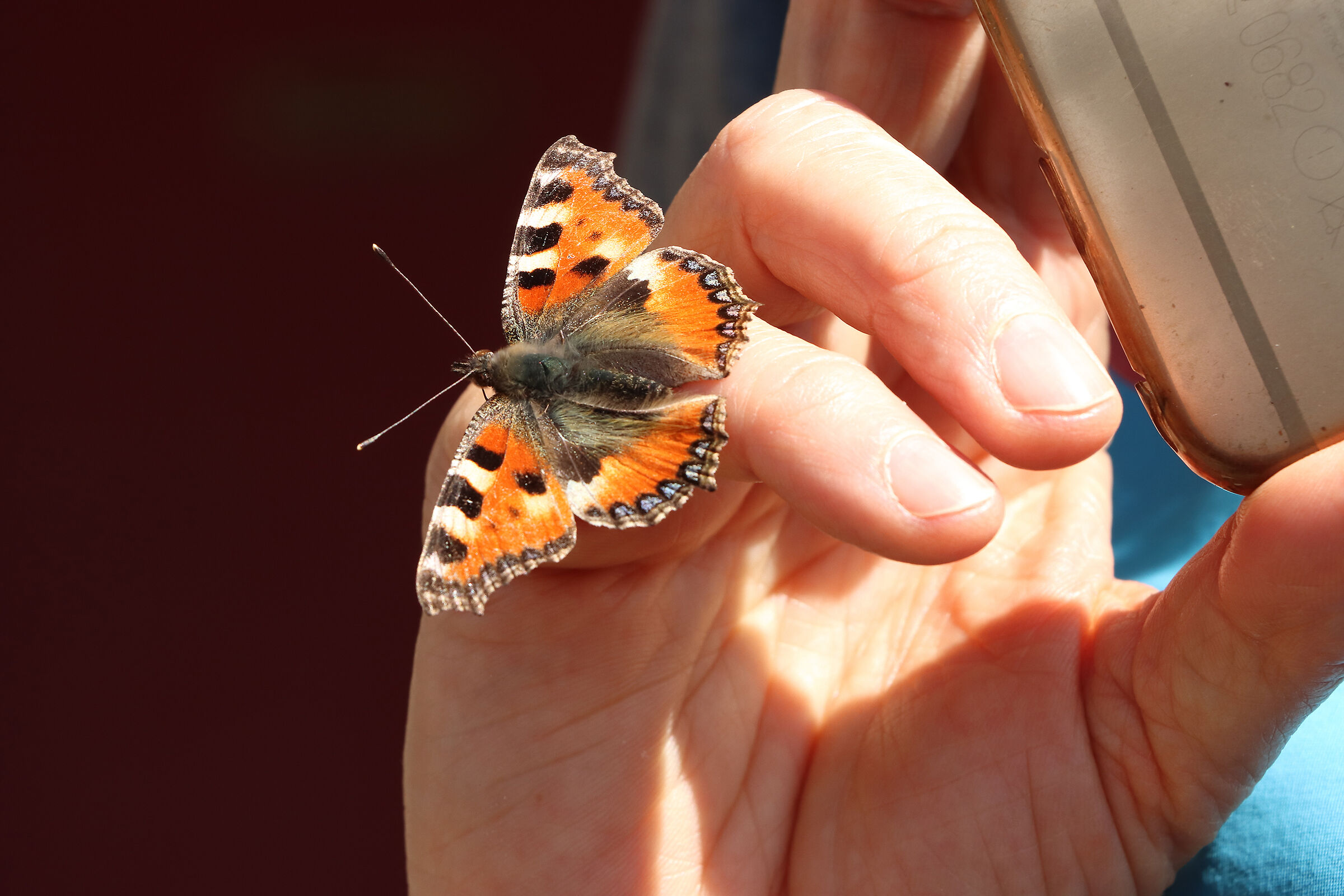 farfalla tecnologica - messaggio vocale -