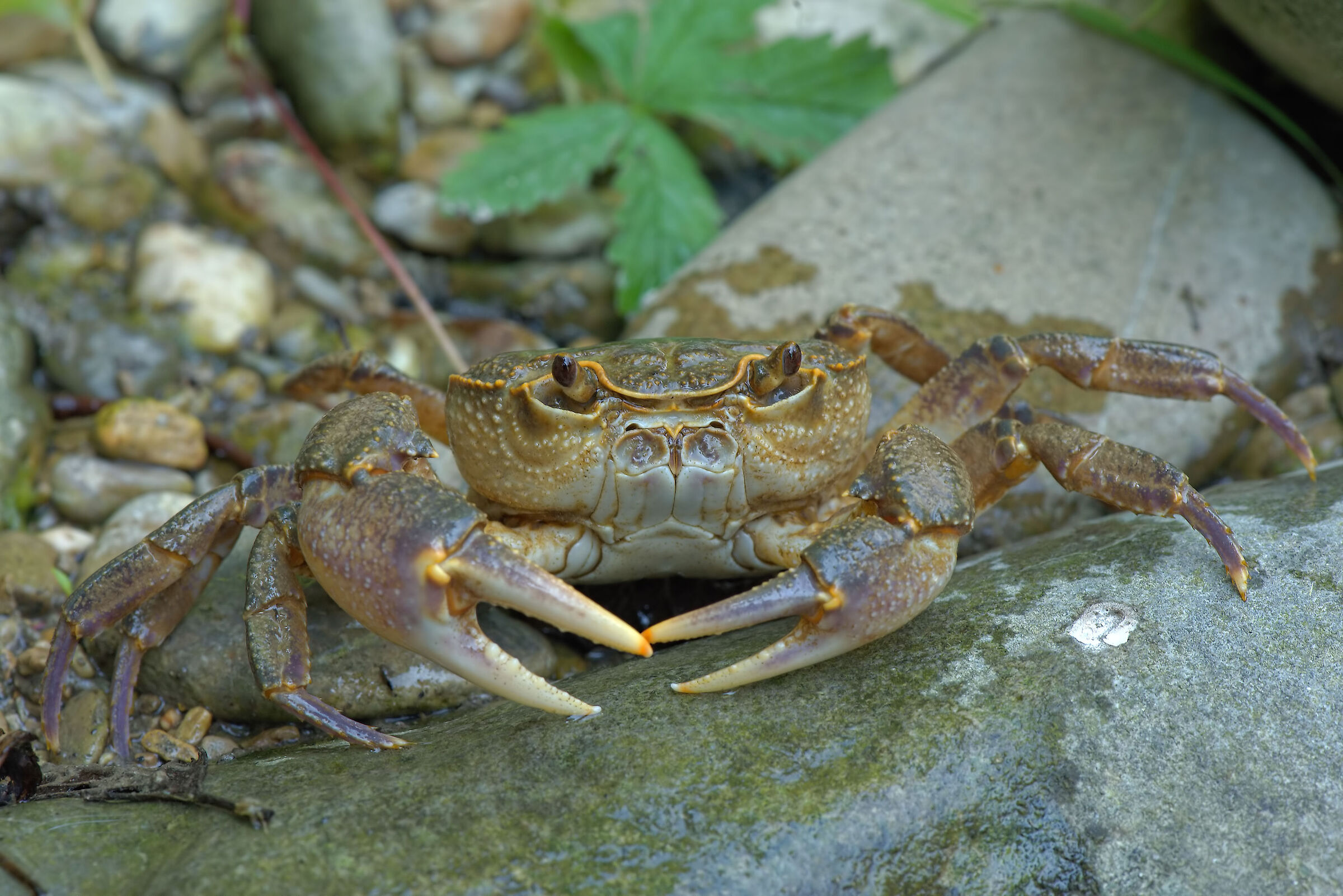 River crab