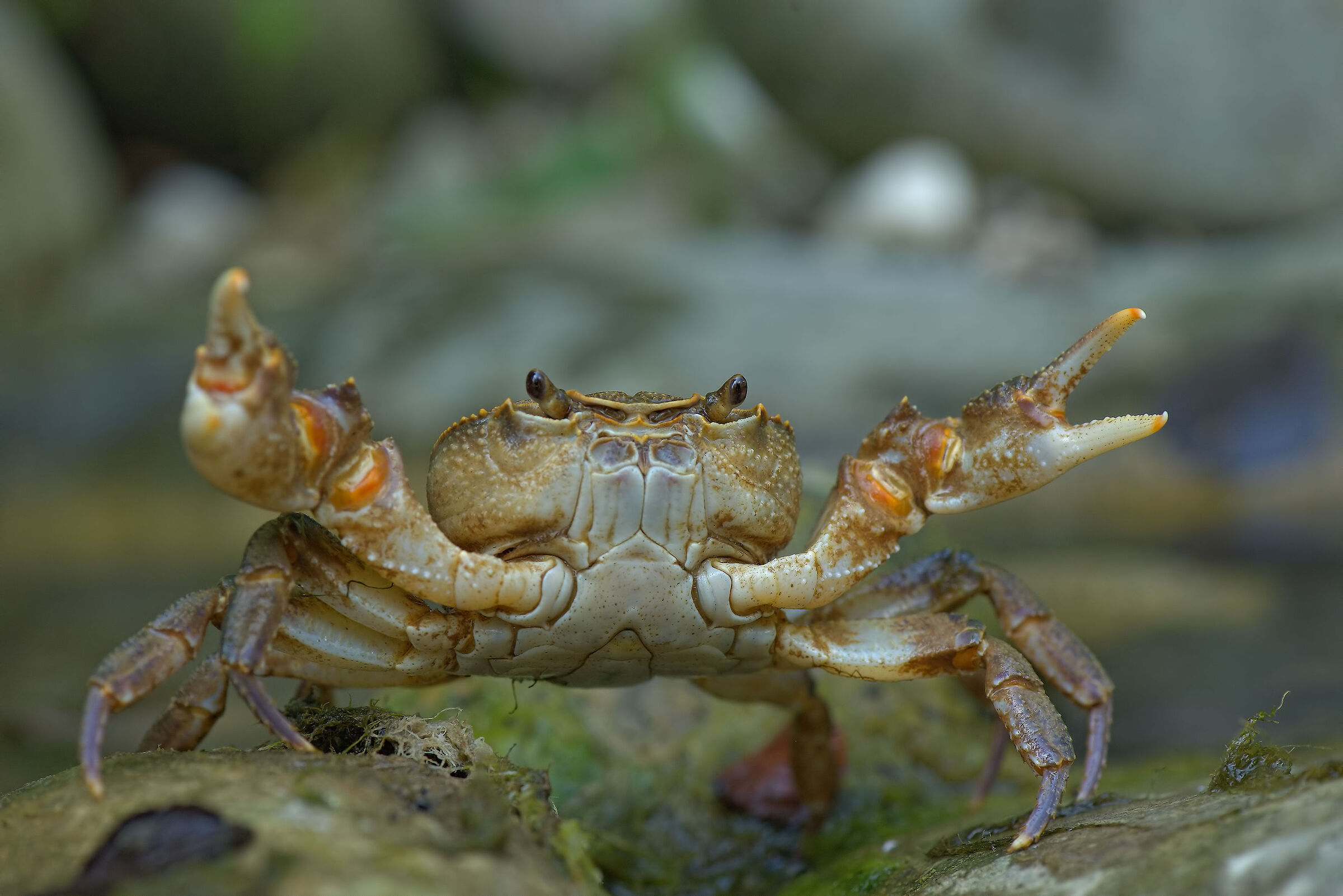 River crab