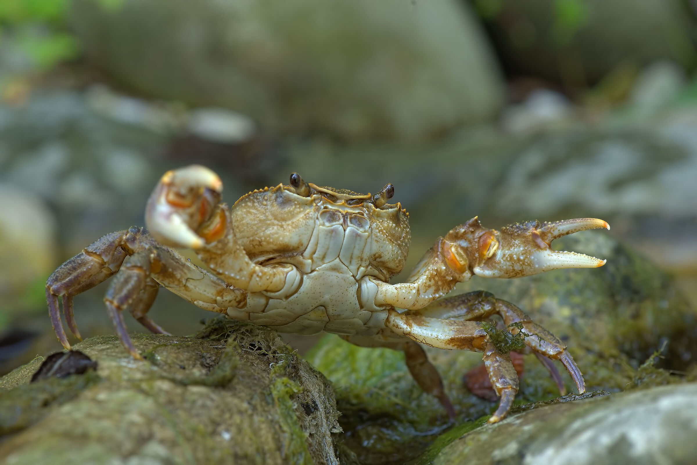River crab