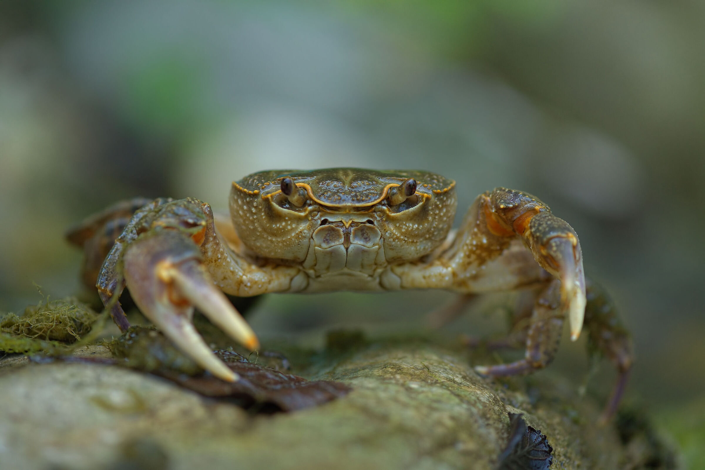 River crab