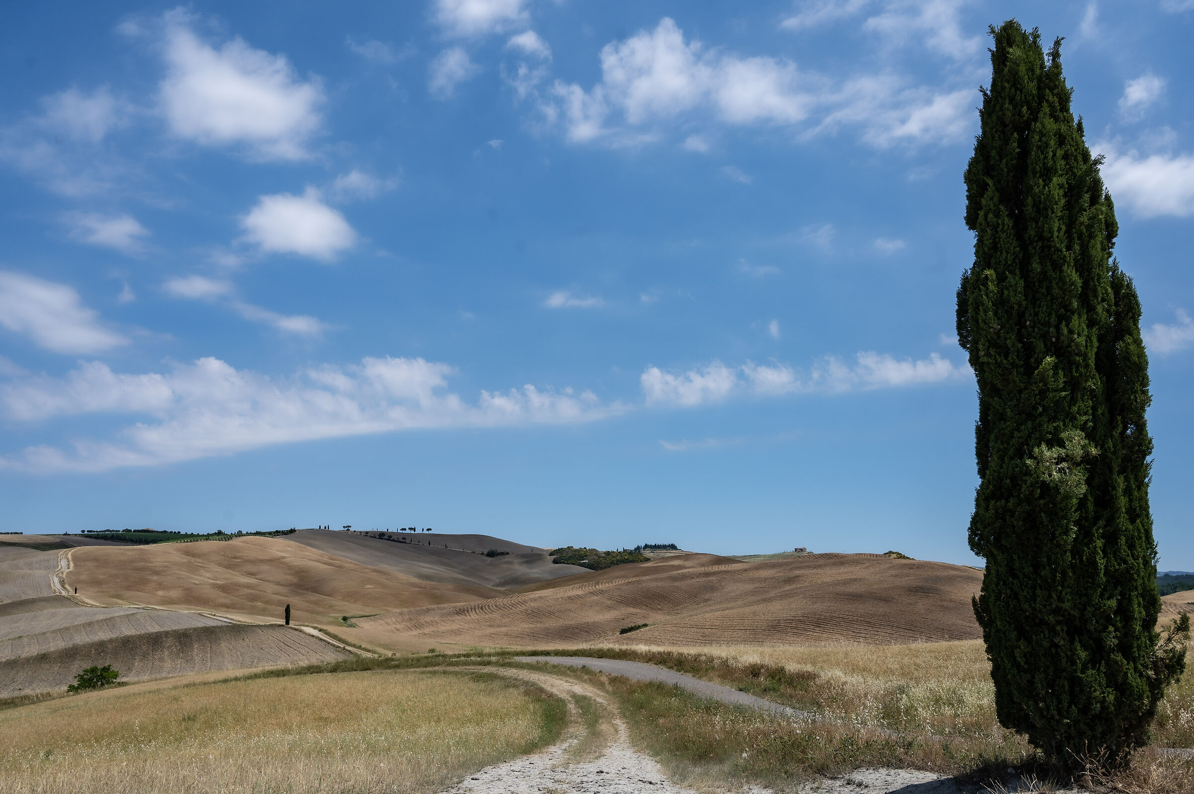 Il cipresso solitario