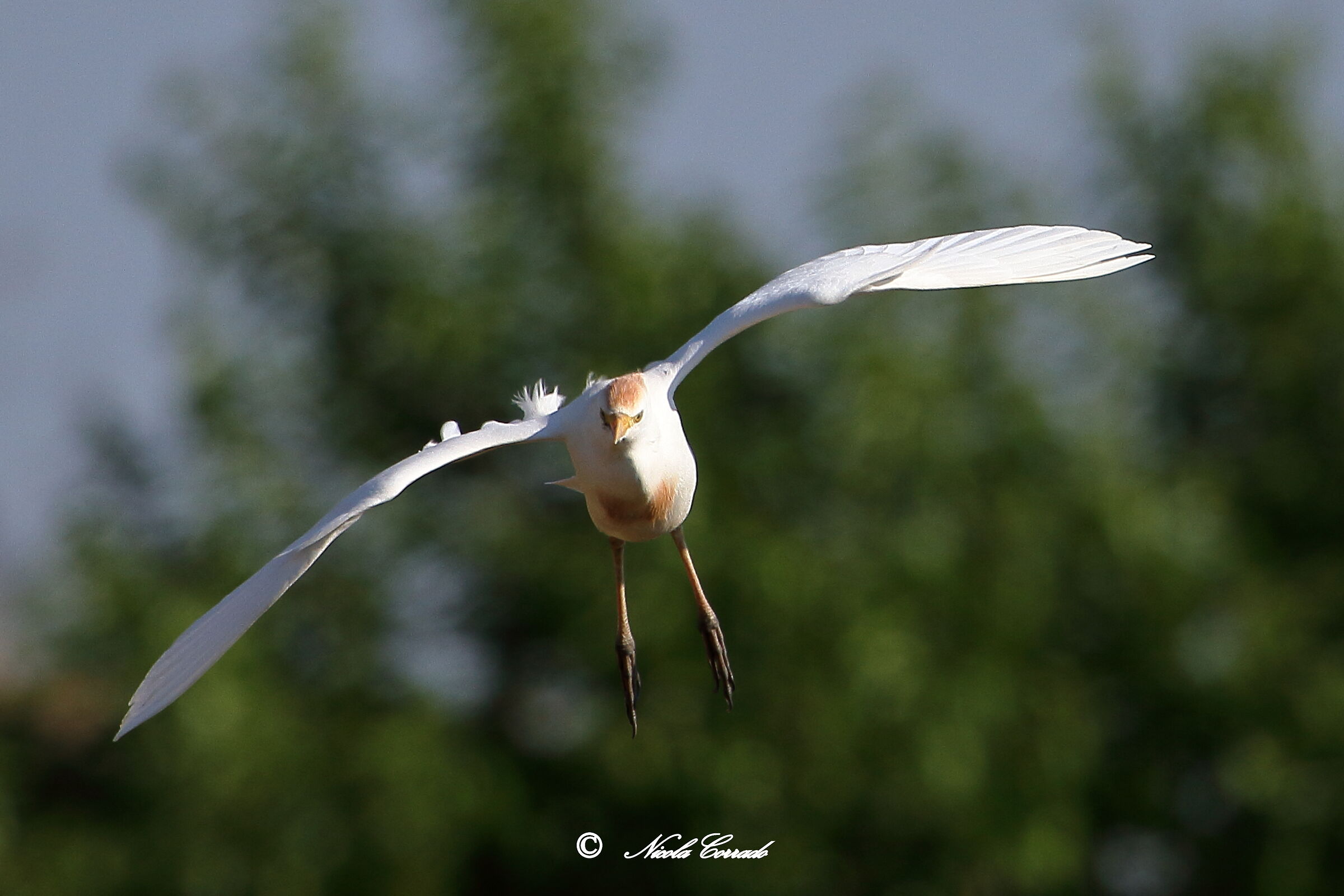 cattle egret