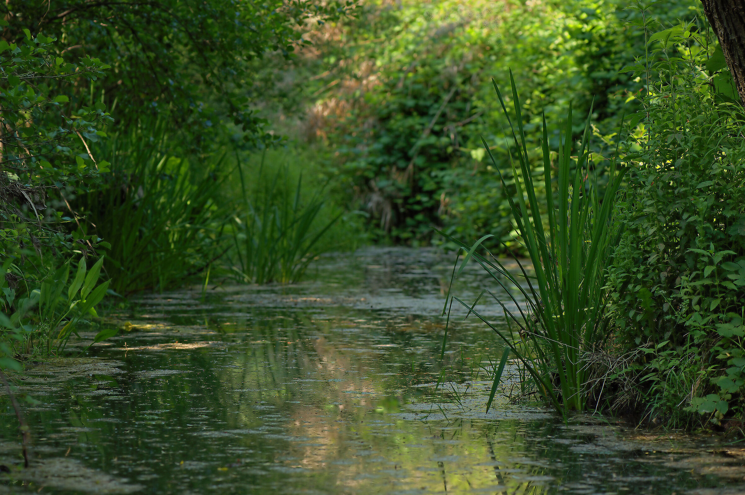 Affluente fiume Tronto