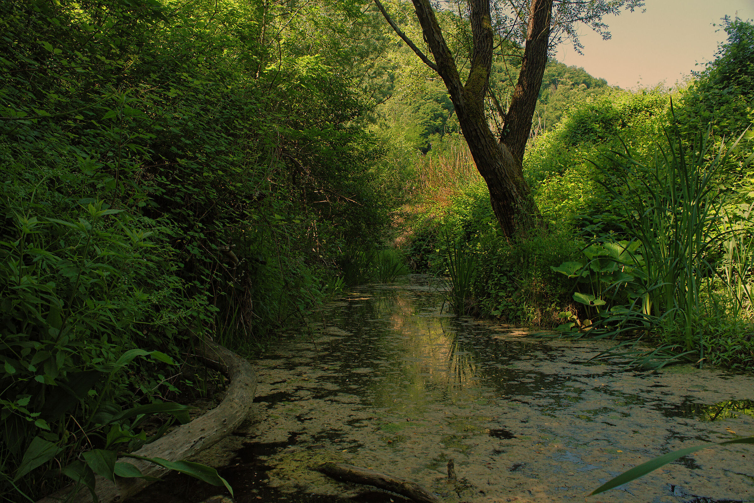 Tronto River Tributary