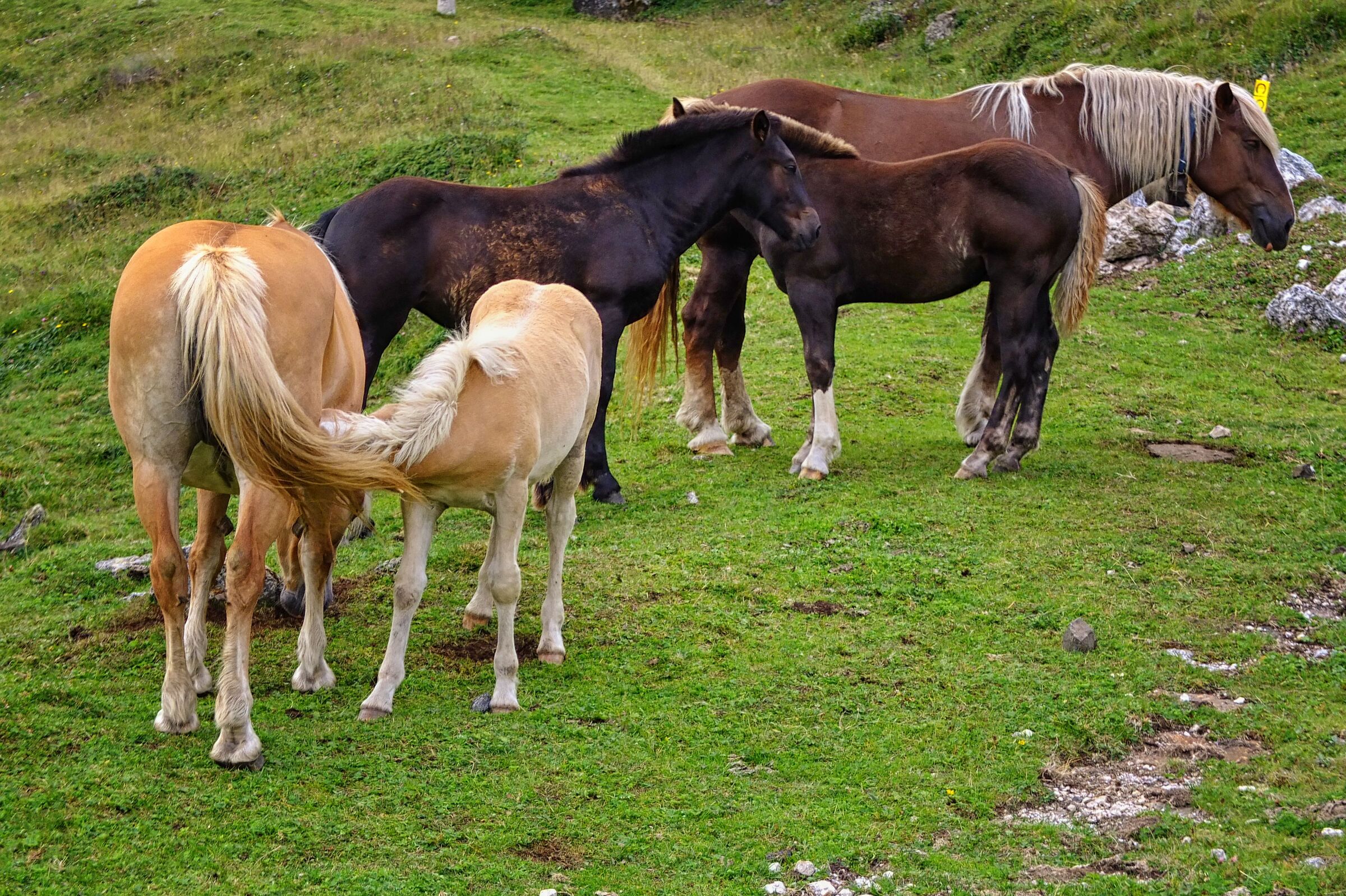 Avelignese or Haflinger