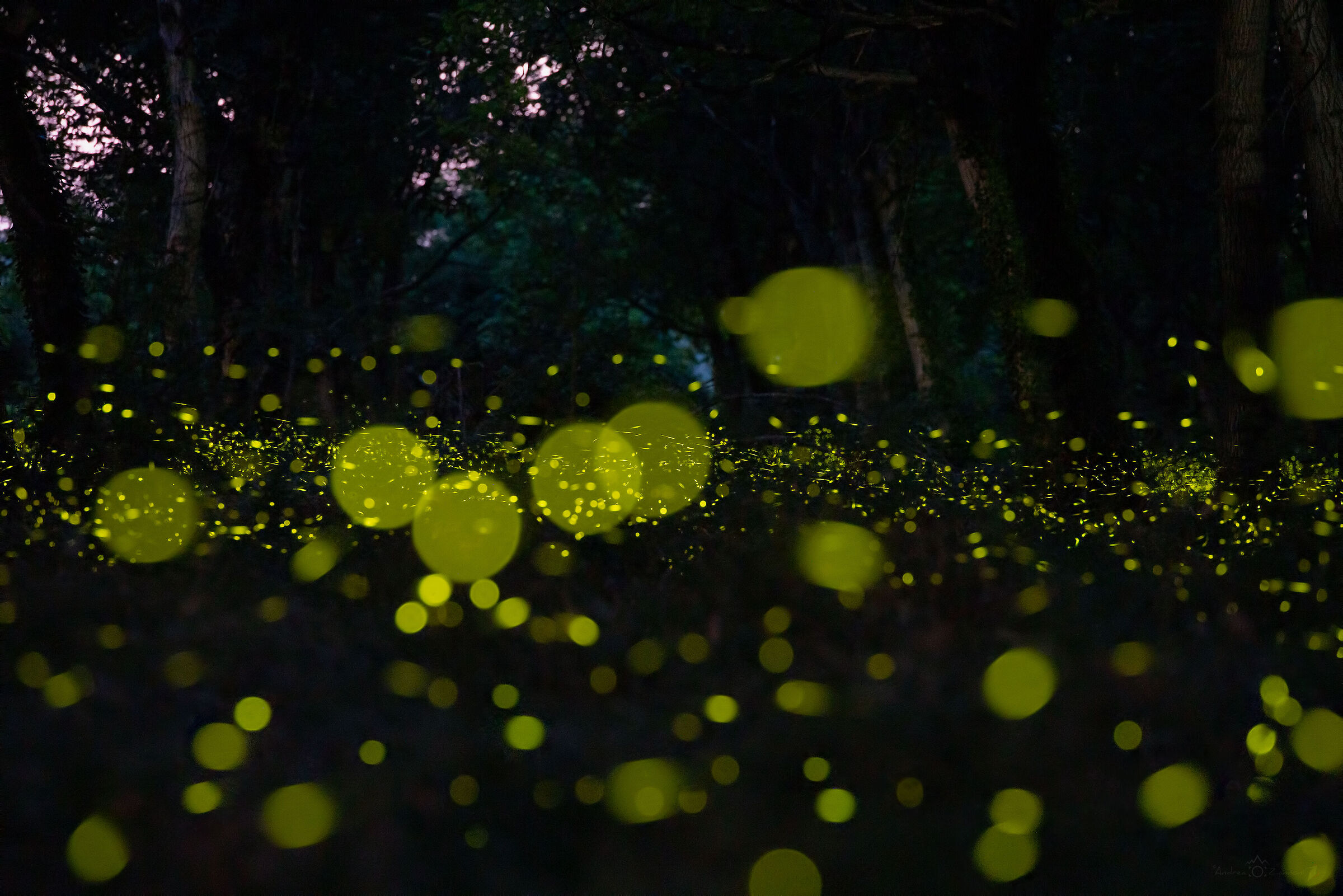 Fireflies