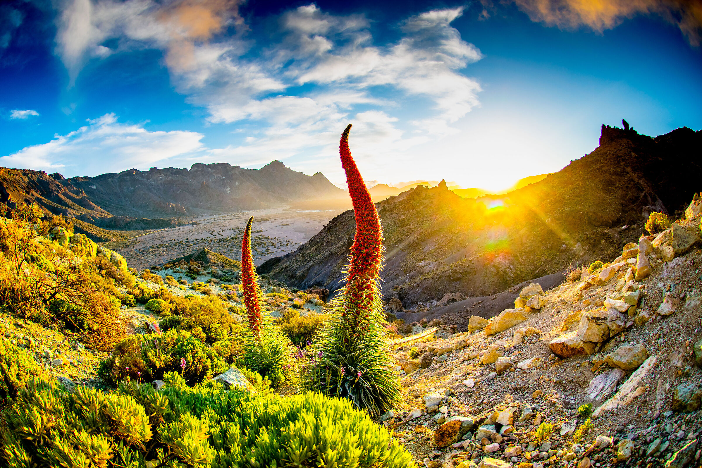 tajinastes rojos del Teide