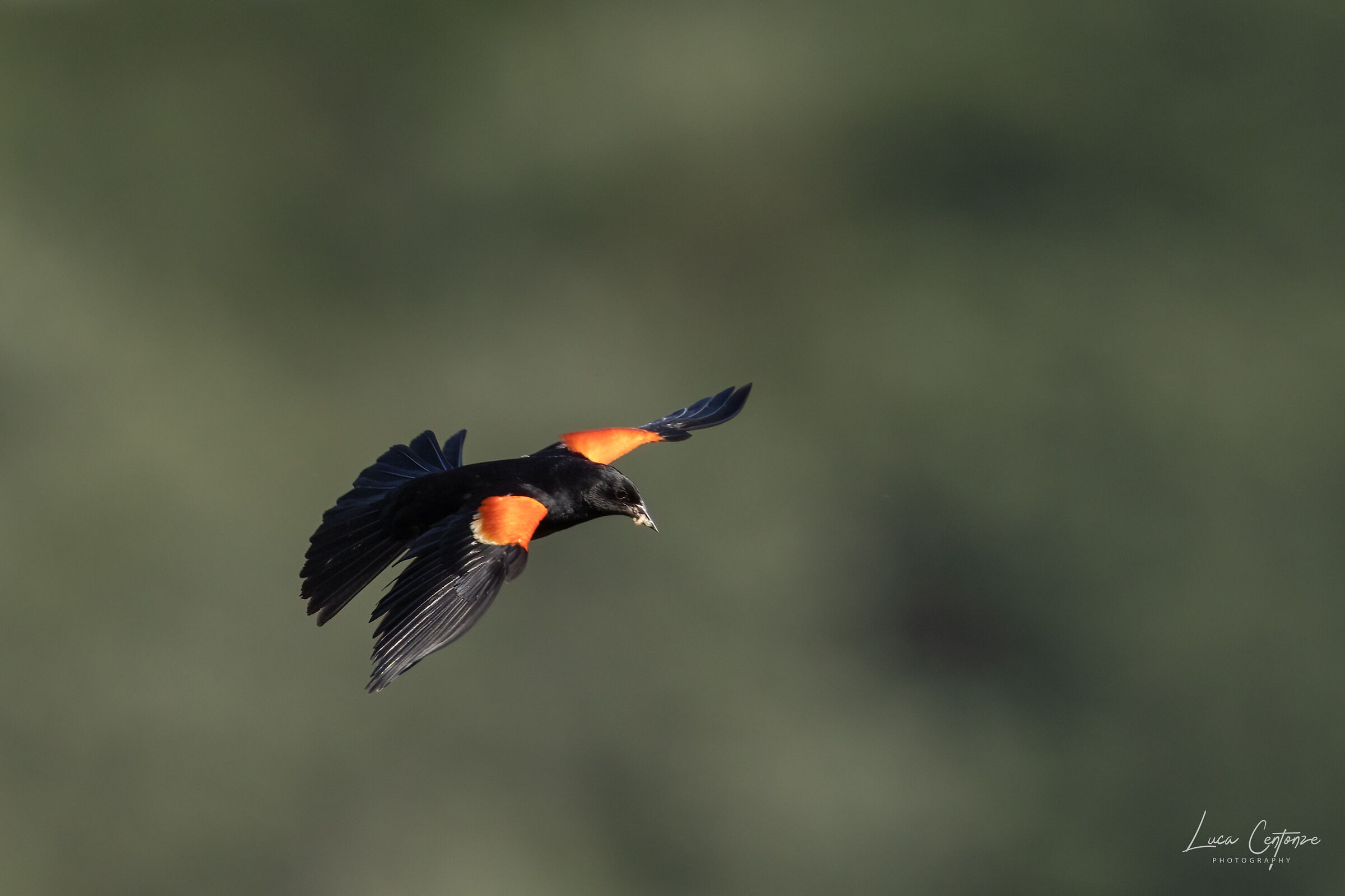 Merlo dalle ali rosse (Agelaius phoeniceus)