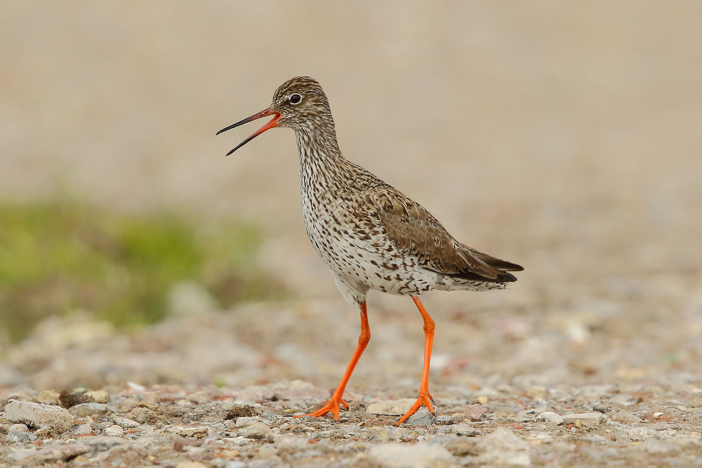 redshank