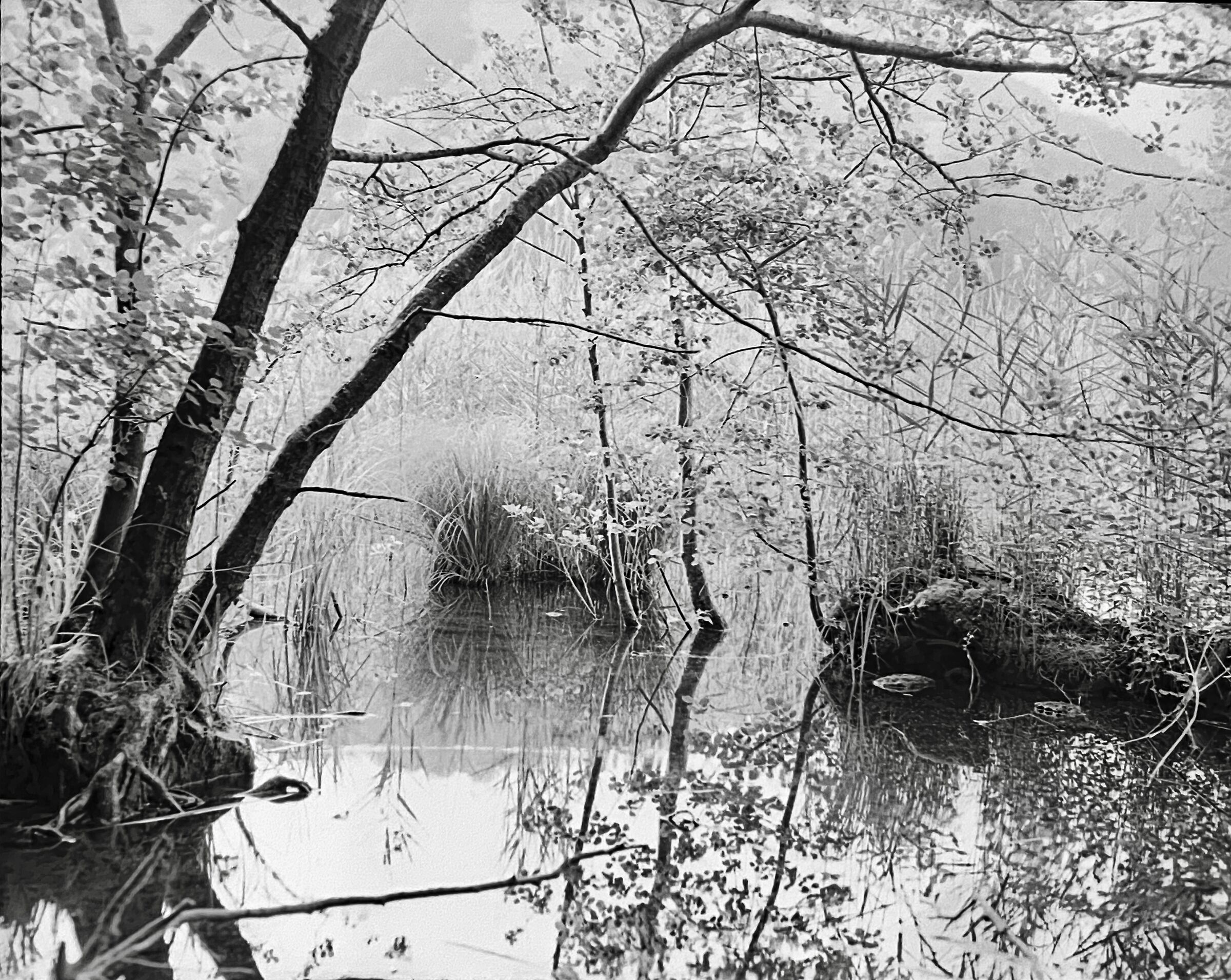 Composizione naturale