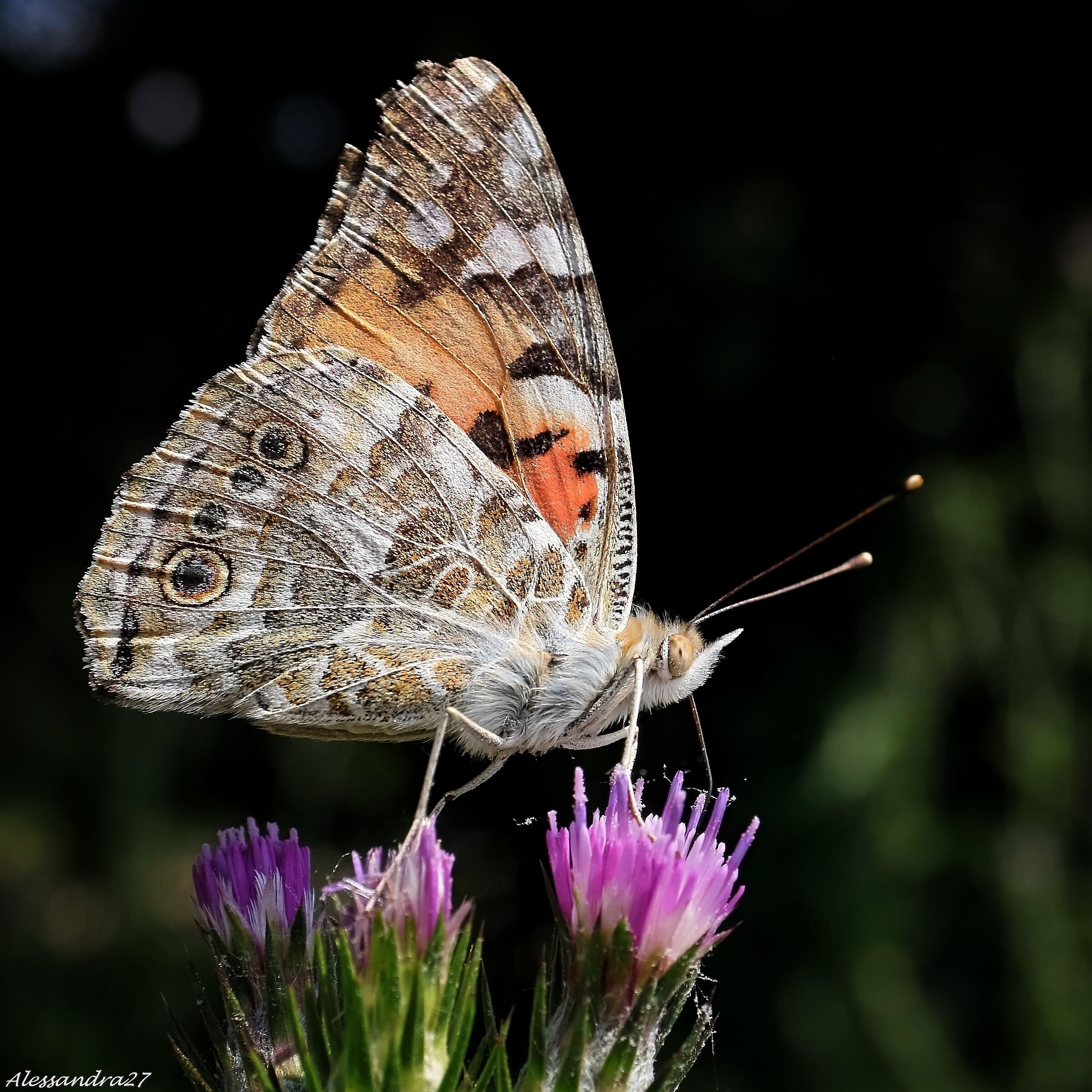 ok dai scatta ... che poi me ne vado  !