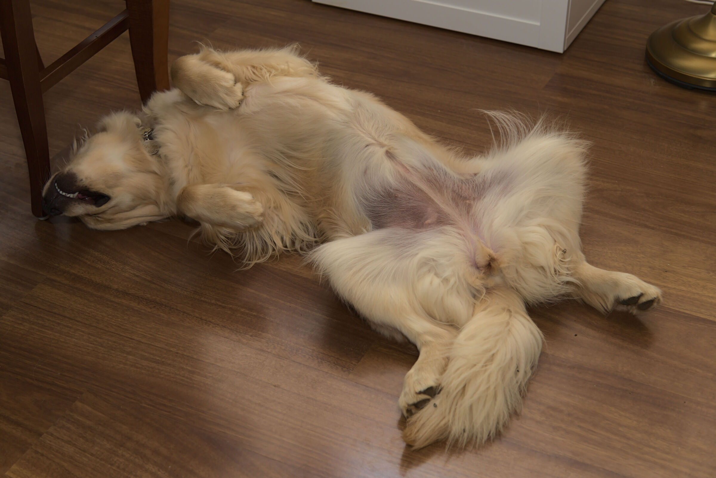 Melody #5, Spaparanzata