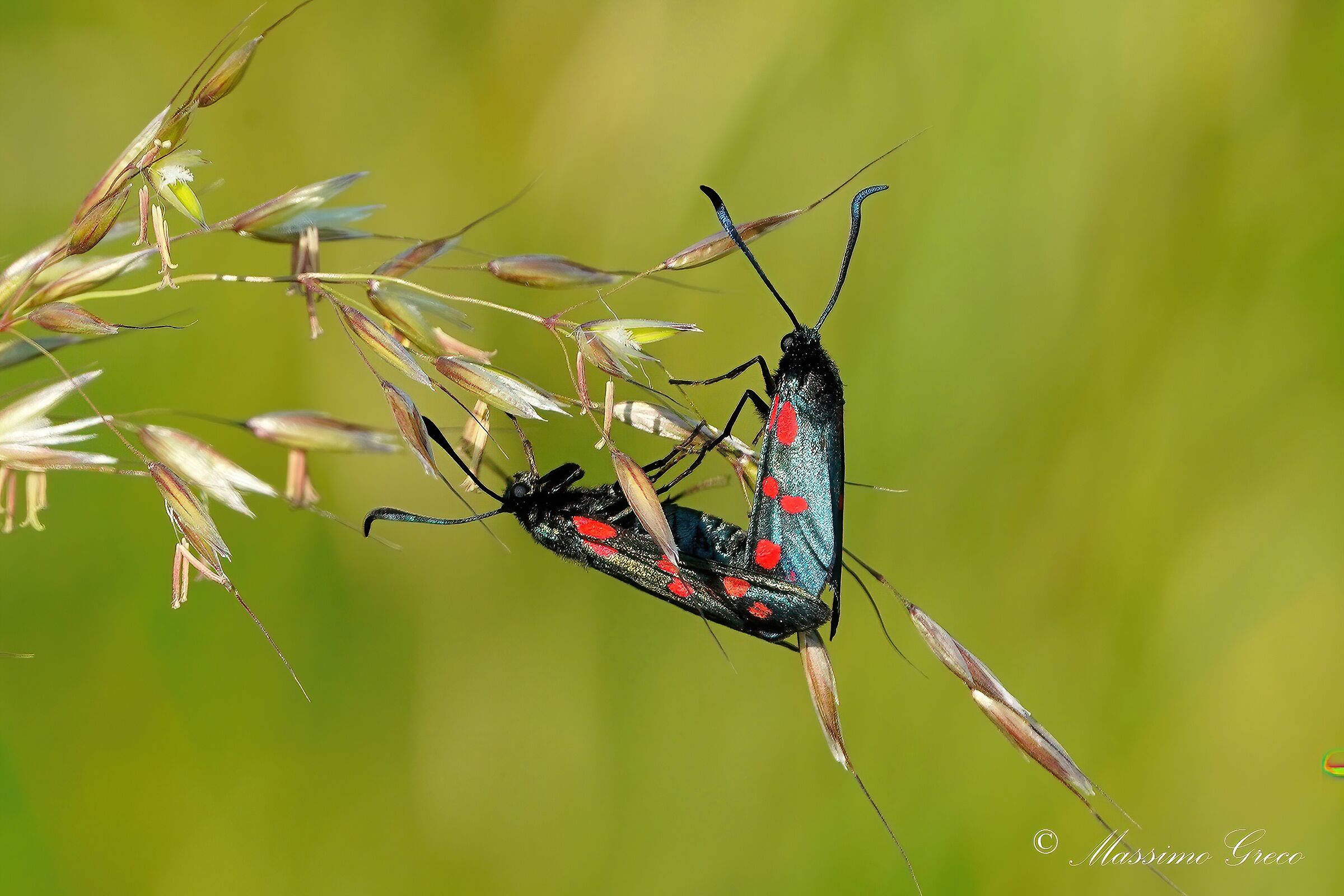 Anche loro ... lo fanno