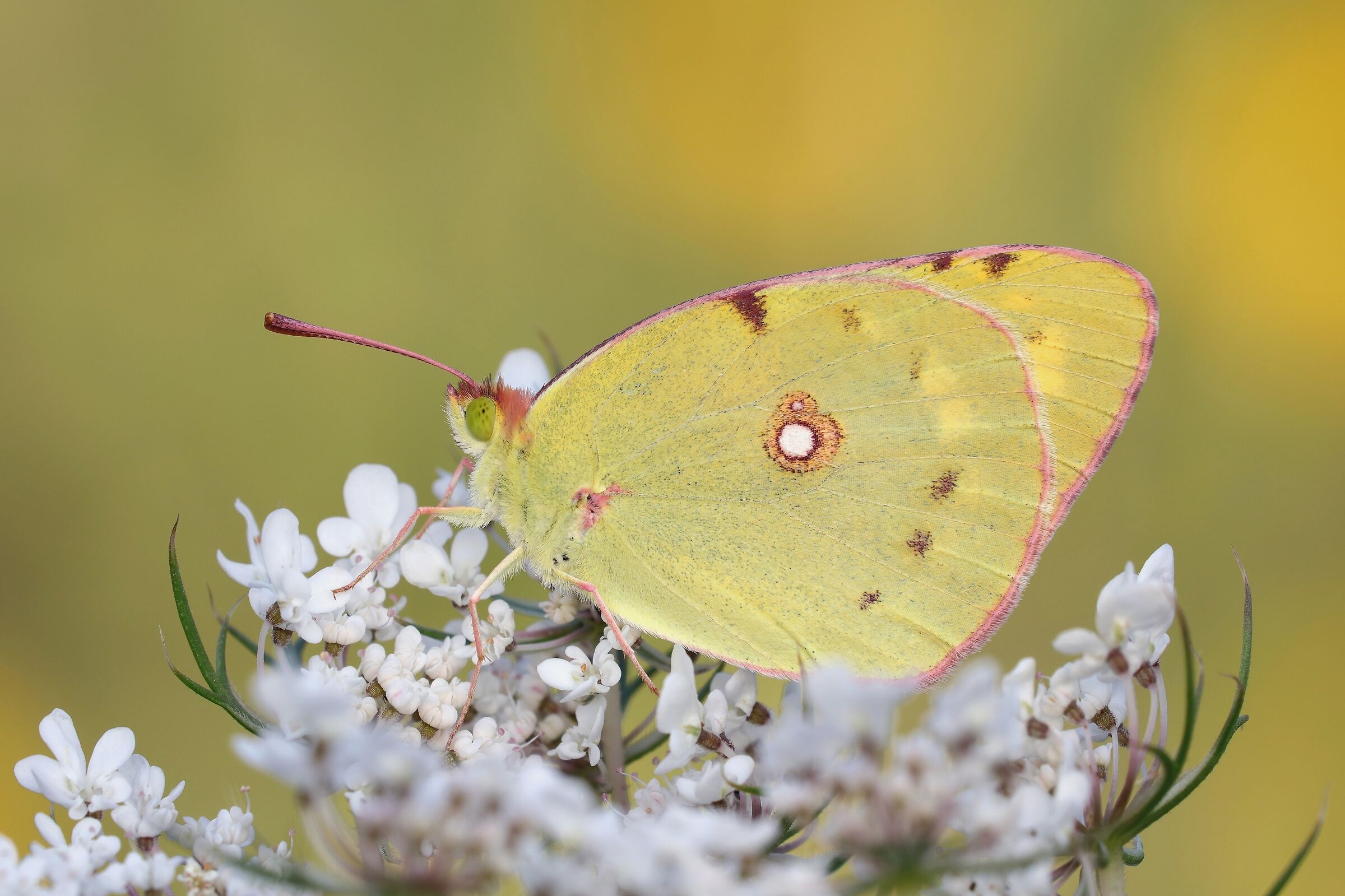 Colias Crocea