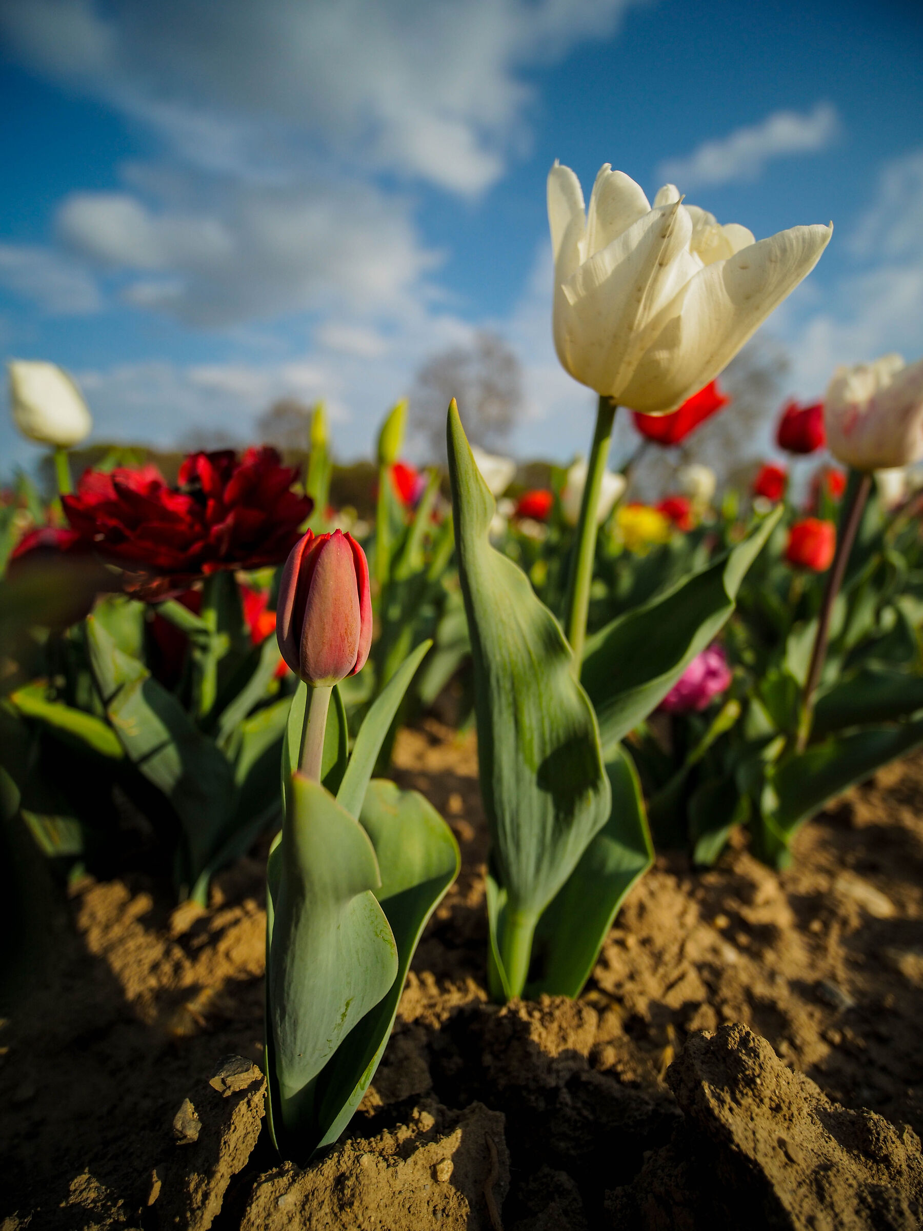 The Mother with the Son