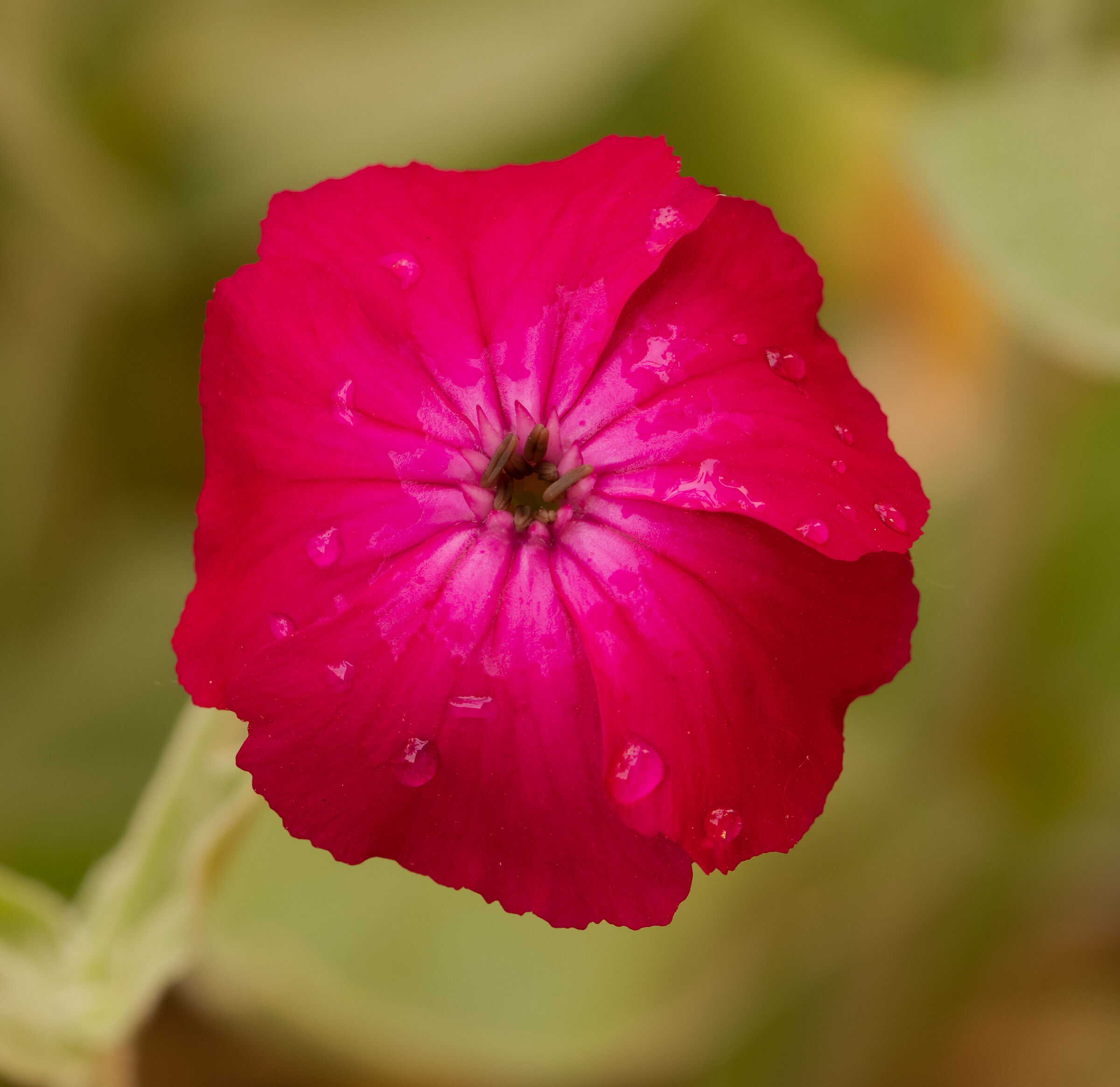 Crotonella coronaria nel mio giardino 5/06/2021