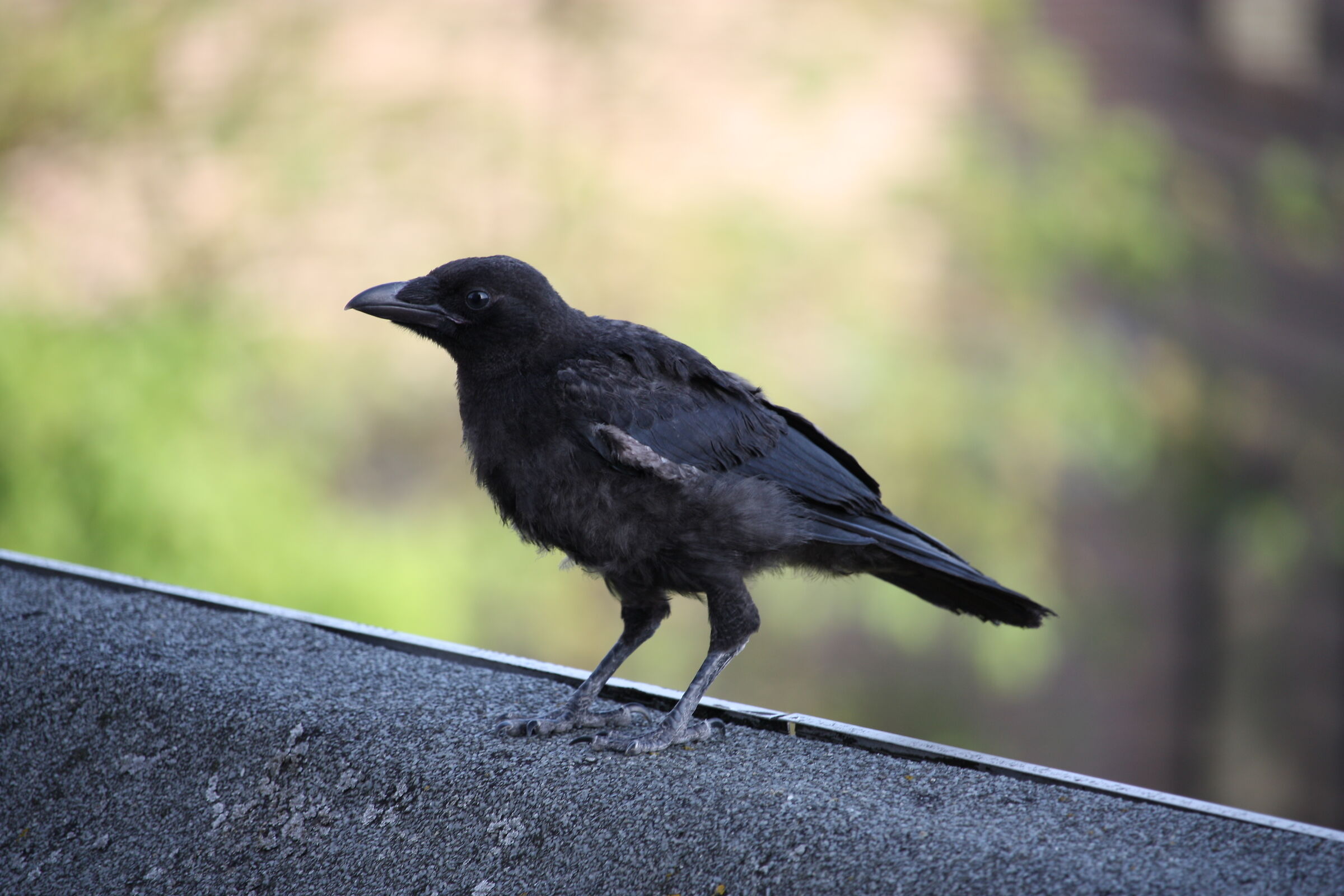 Carrion crow on the roof, Nijmegen City Centrum