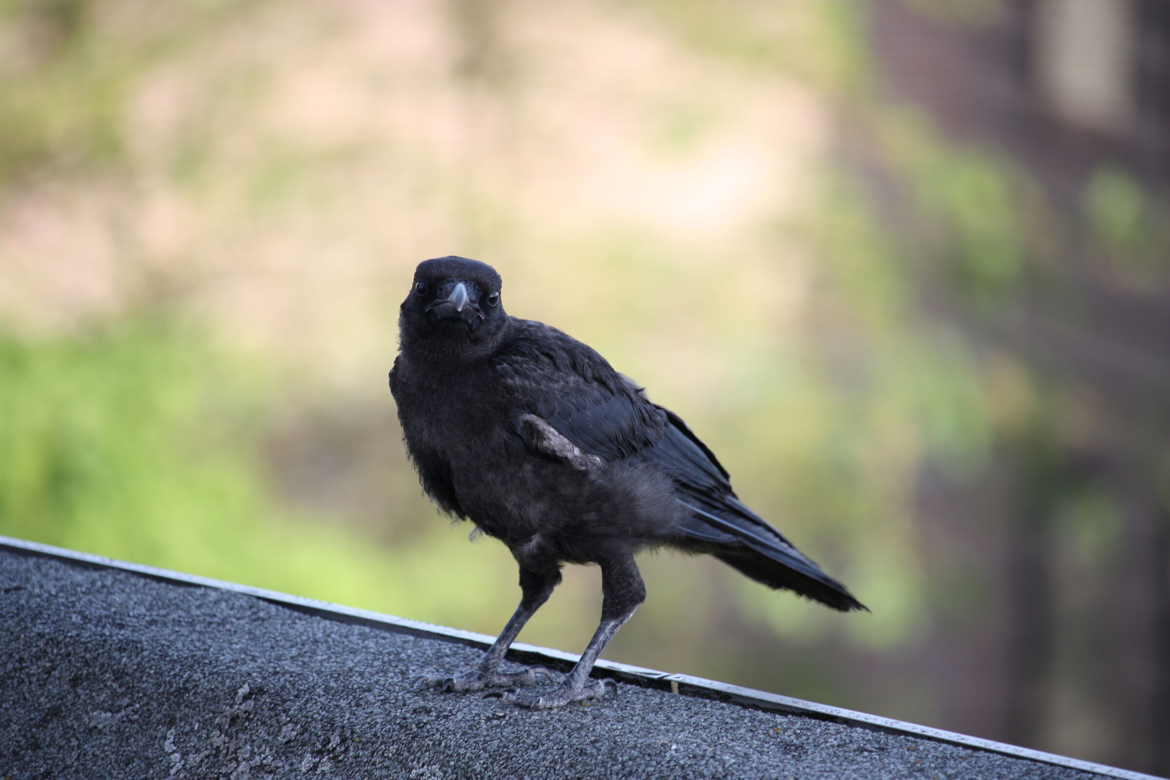 Carrion crow on the roof, Nijmegen City Centrum