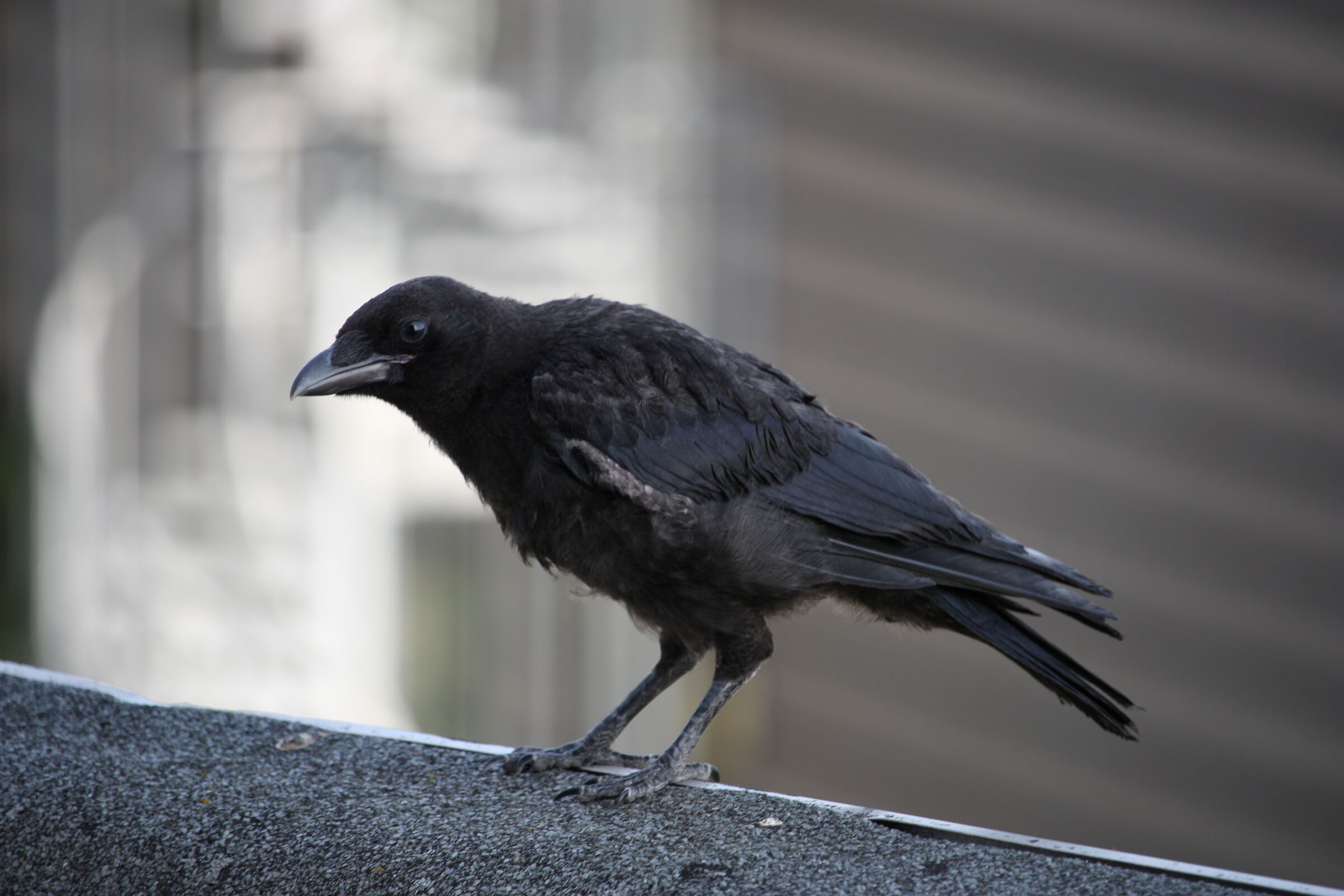 Carrion crow on the roof, Nijmegen City Centrum