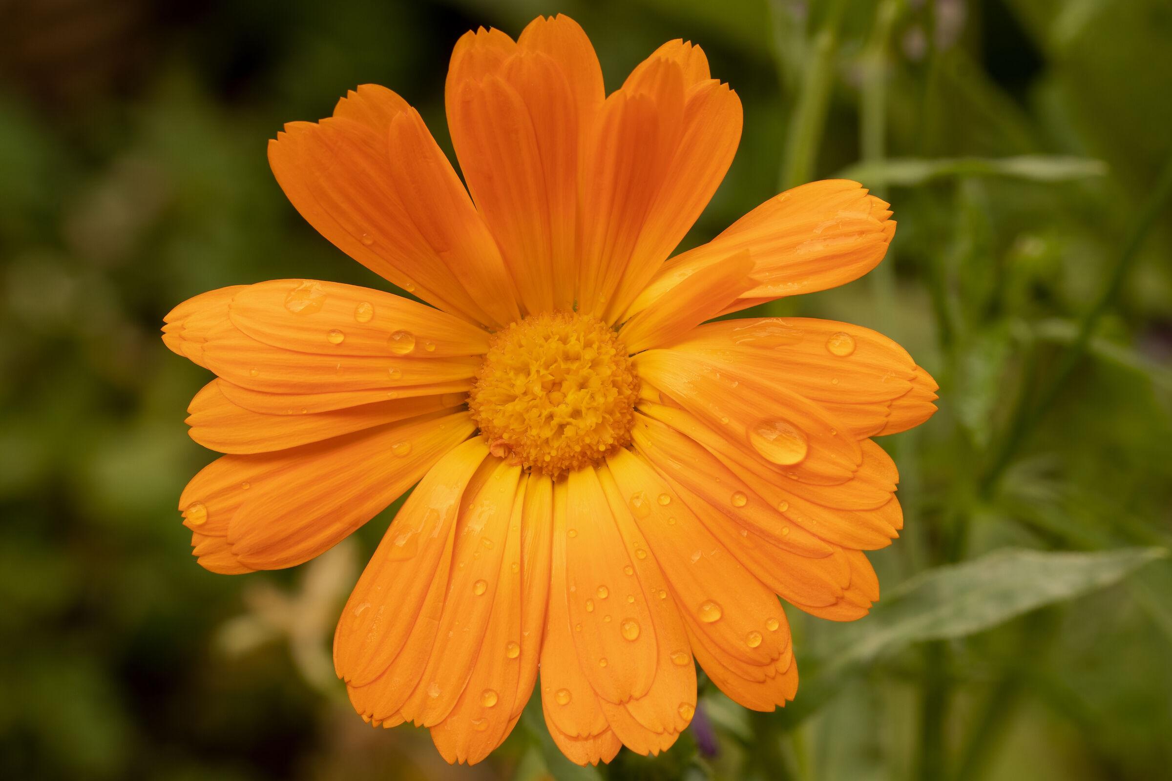 Calendula nel mio giardino dopo la pioggia 5/06/2021