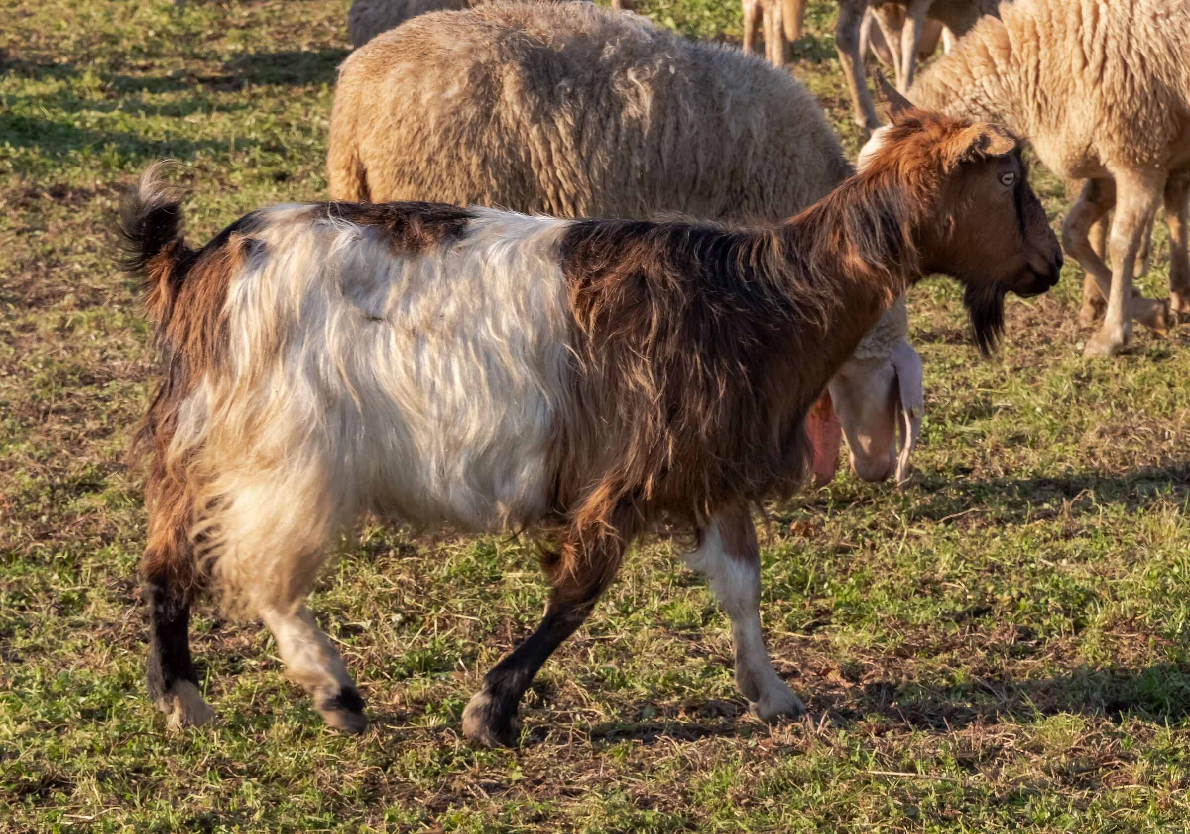 Goat in a mixed flock 4/01/2020