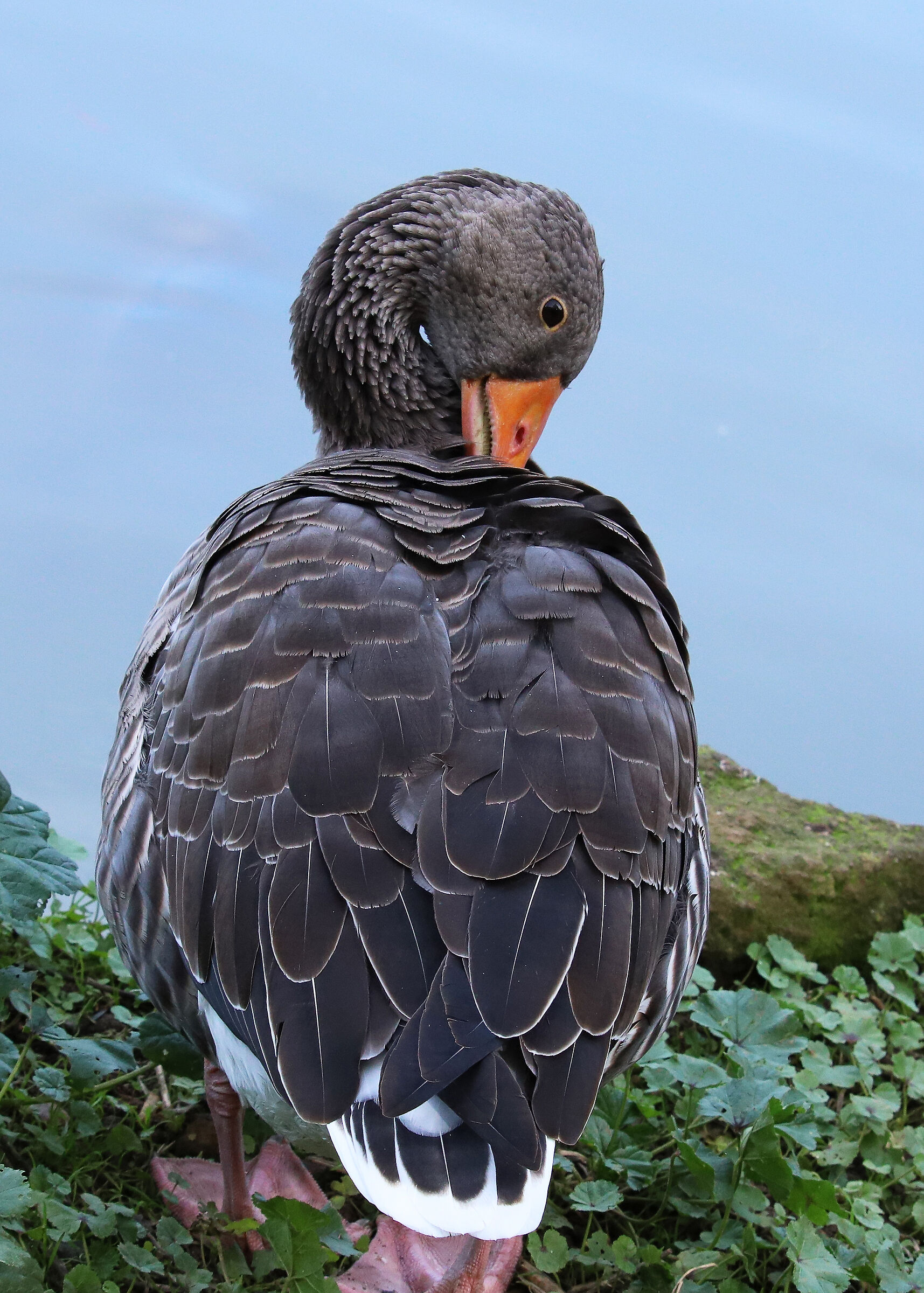 Posizione di Möbius