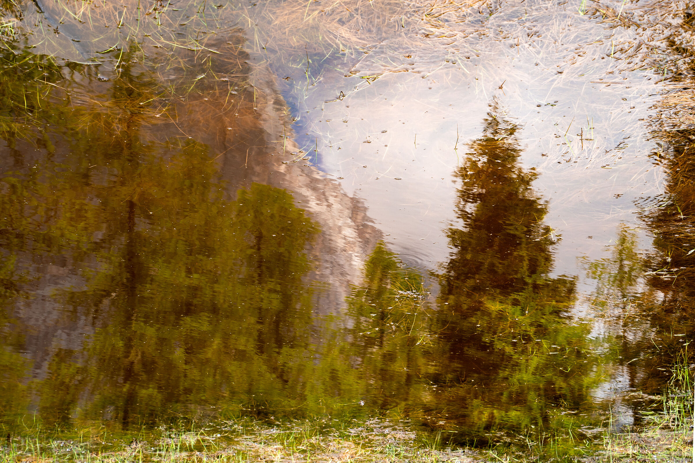 riflesso impressionista in una pozza d'acqua