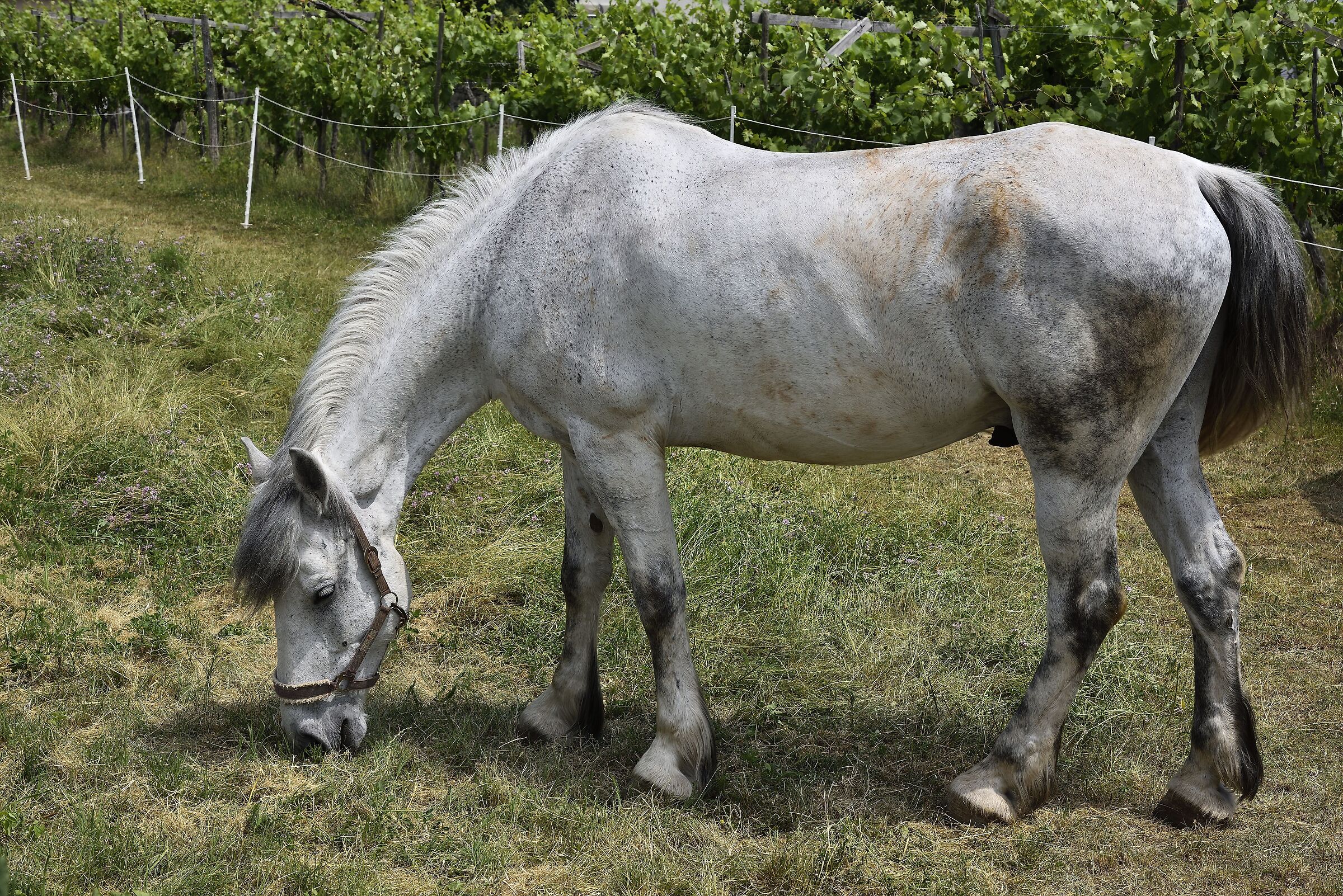 Grazing in the vineyard....