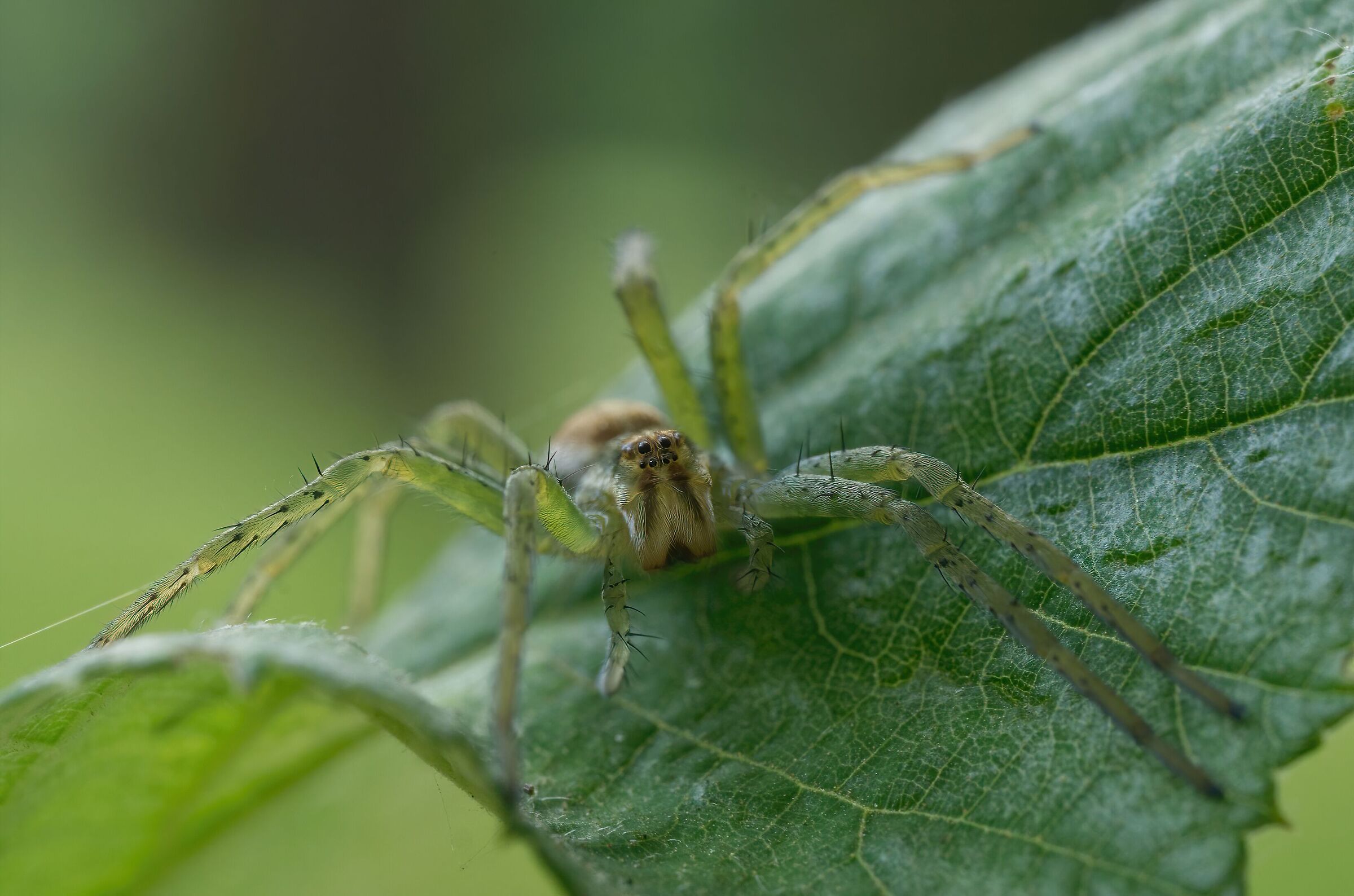 In agguato nel verde