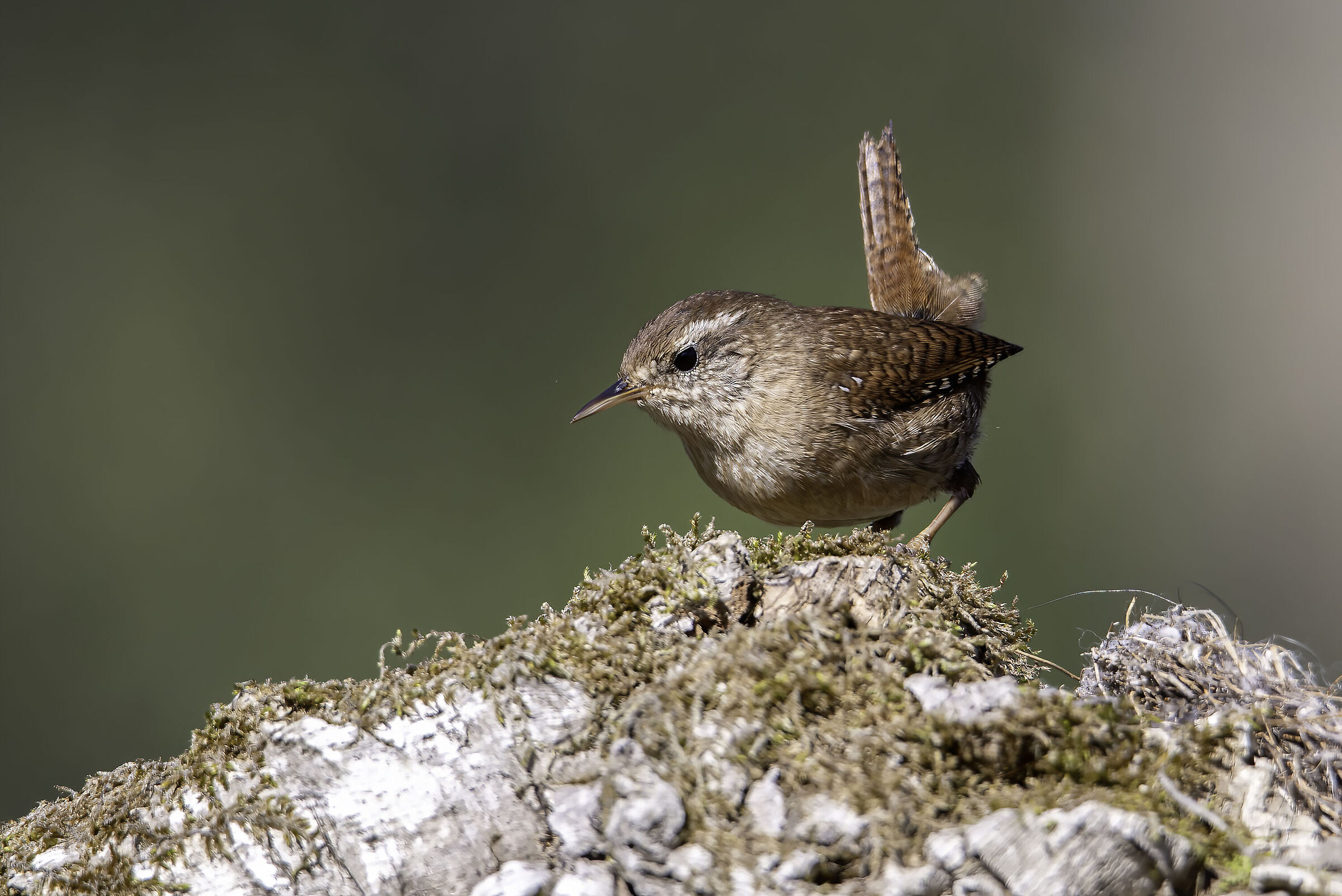wren