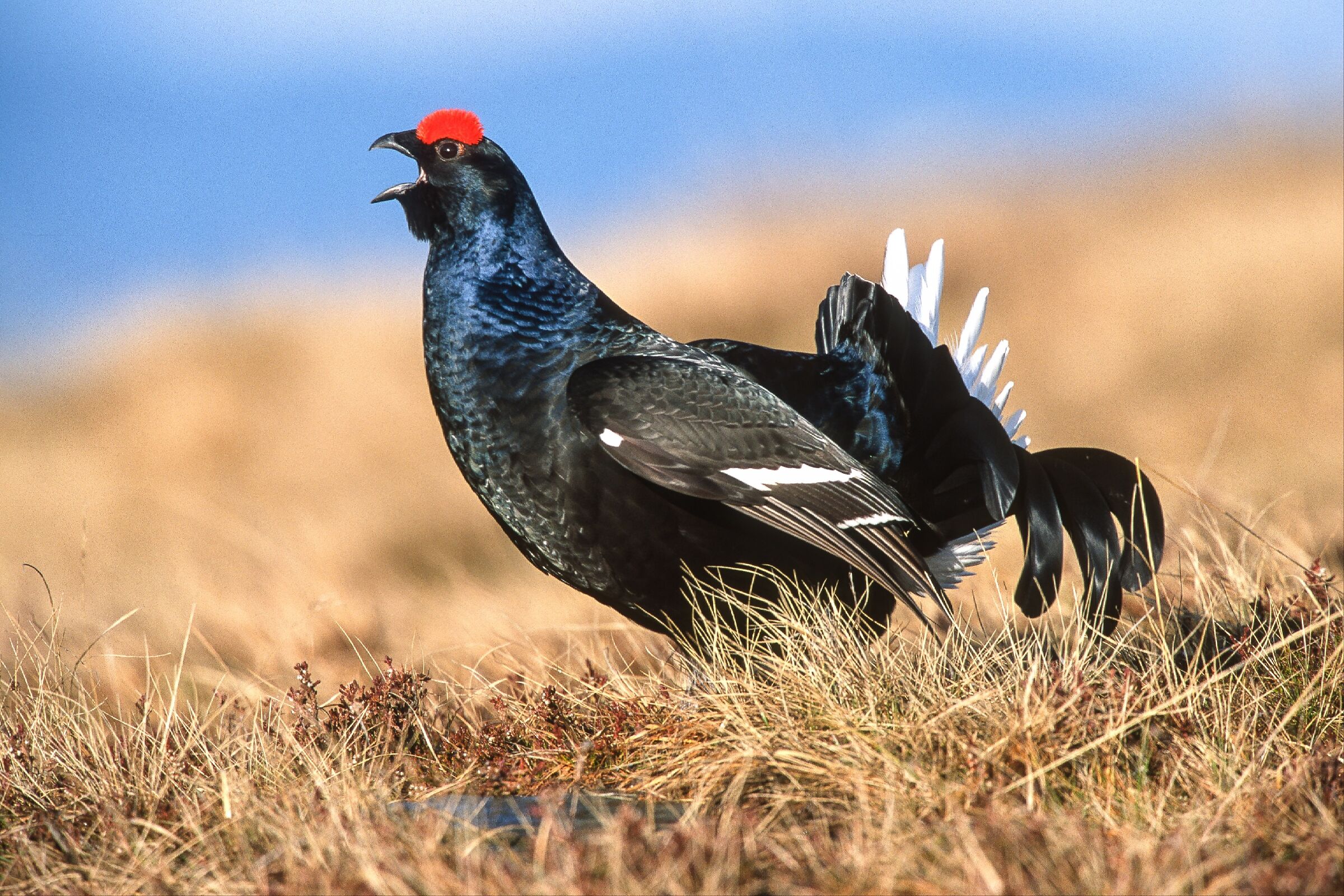 black grouse