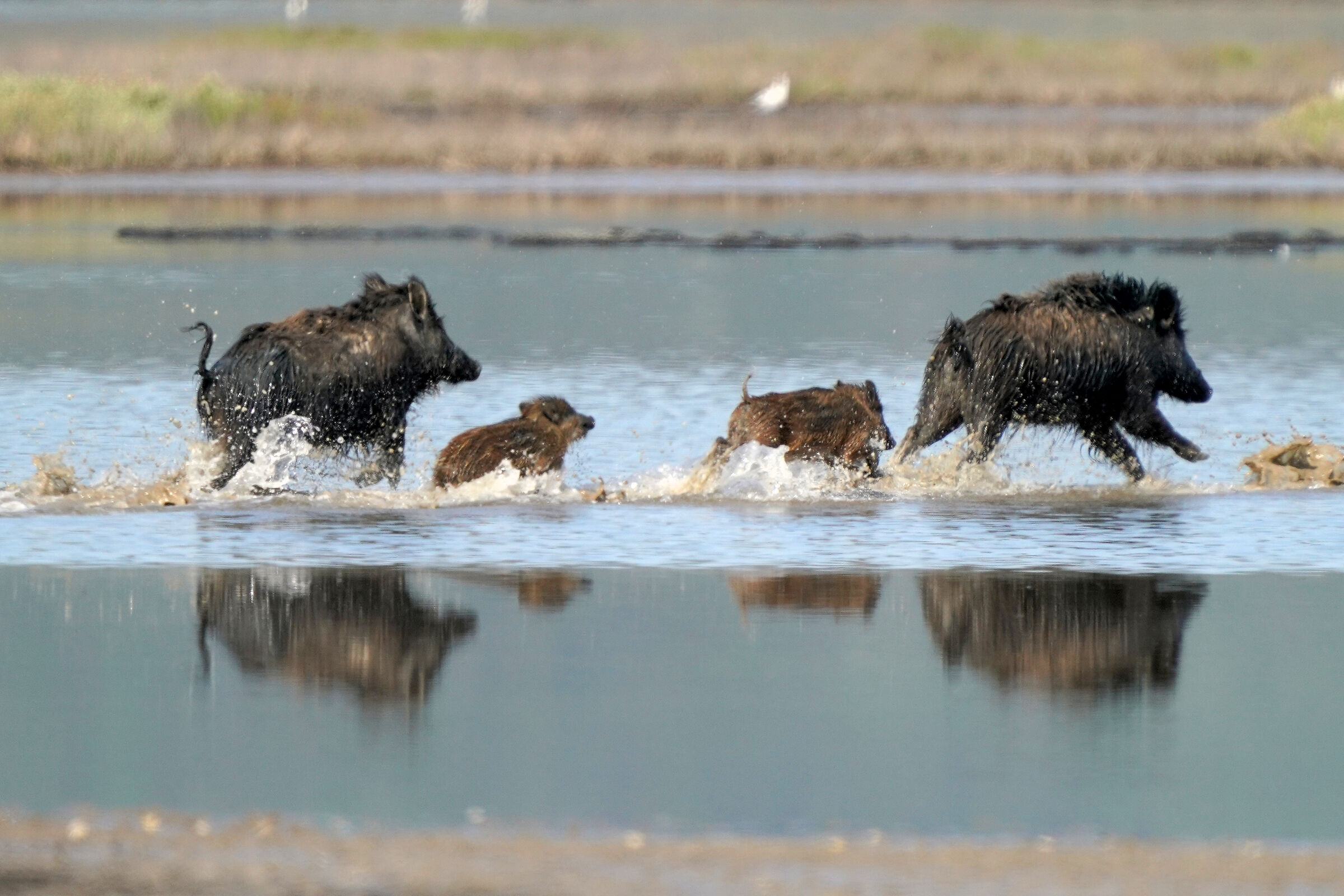 Maremma wild boars