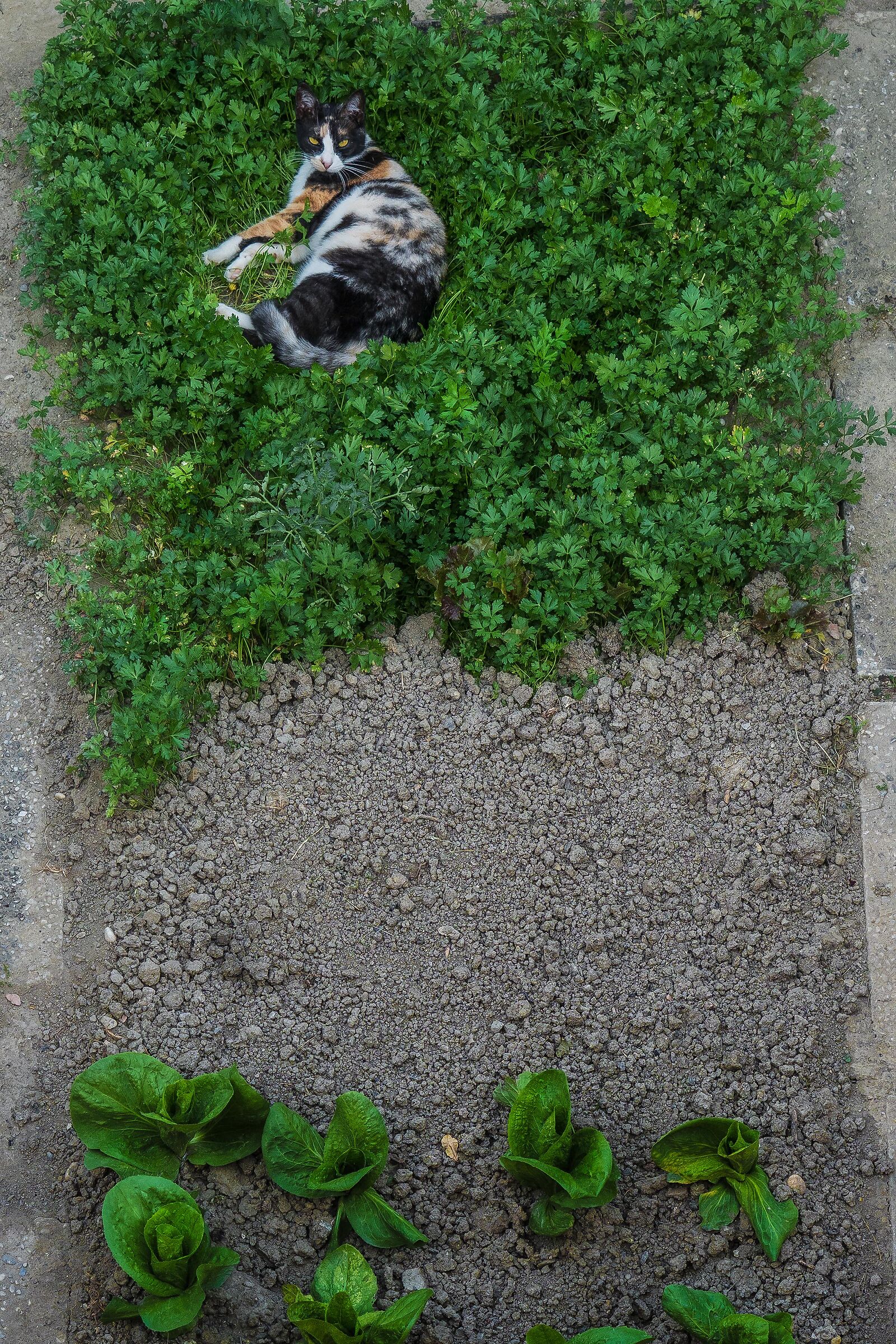 Parsley goes everywhere
