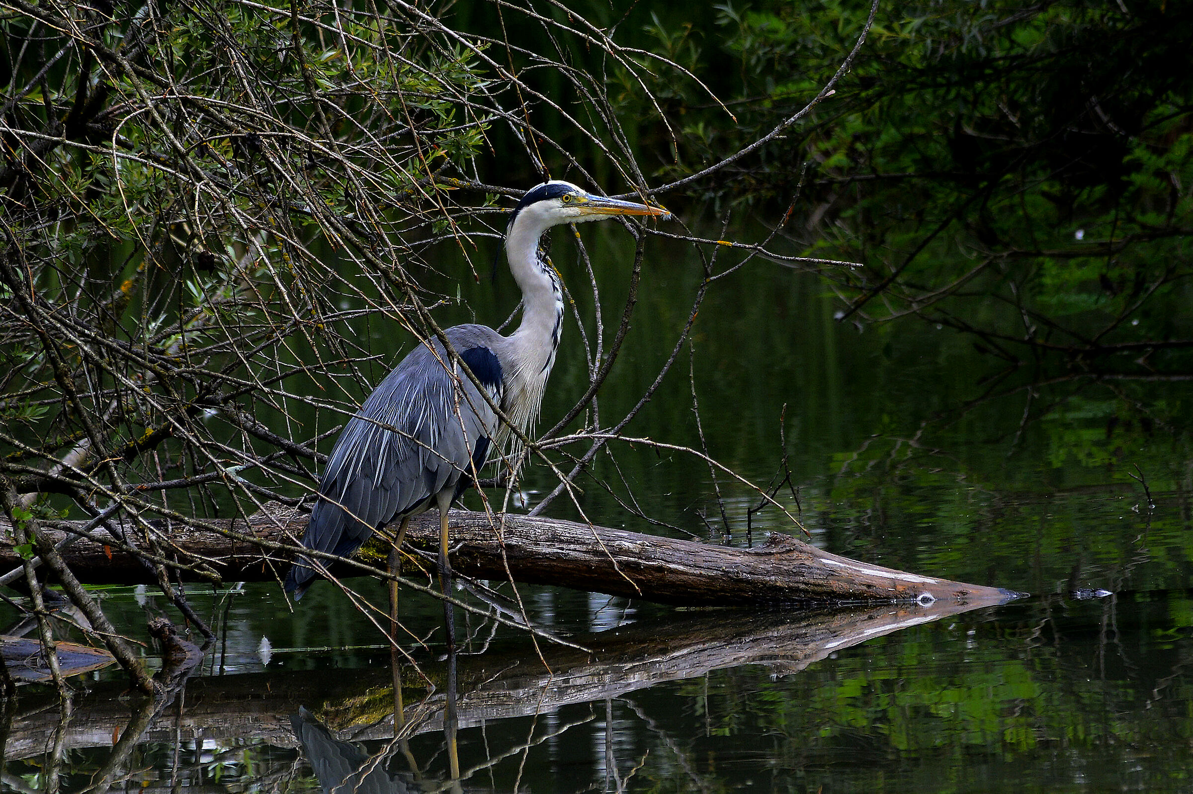 Niente di che ma é il mio primo airone.