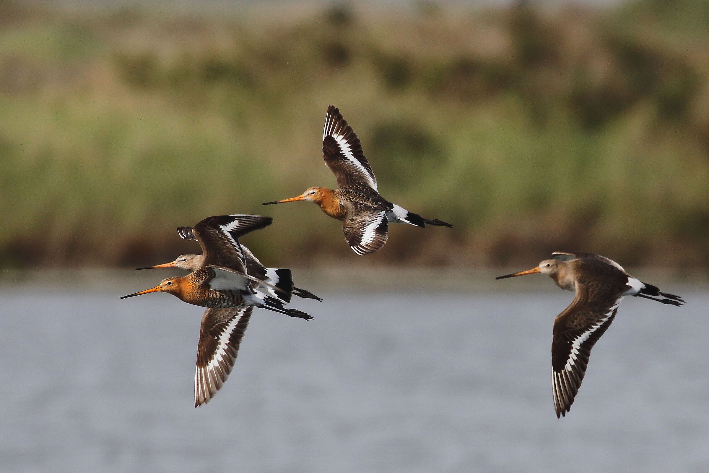 Pittime reali in volo