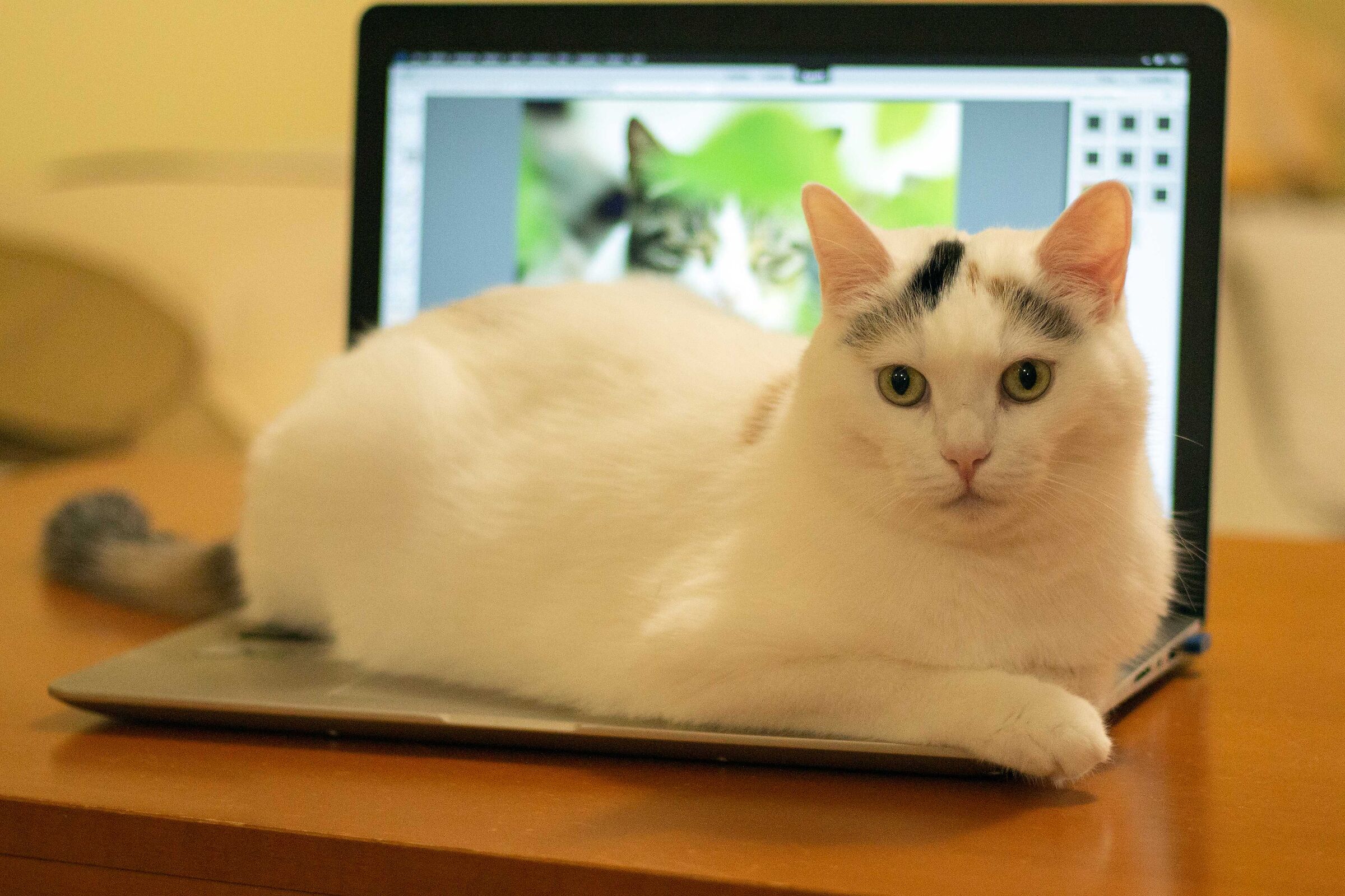 Do you want to stop post producing photos of other cats?