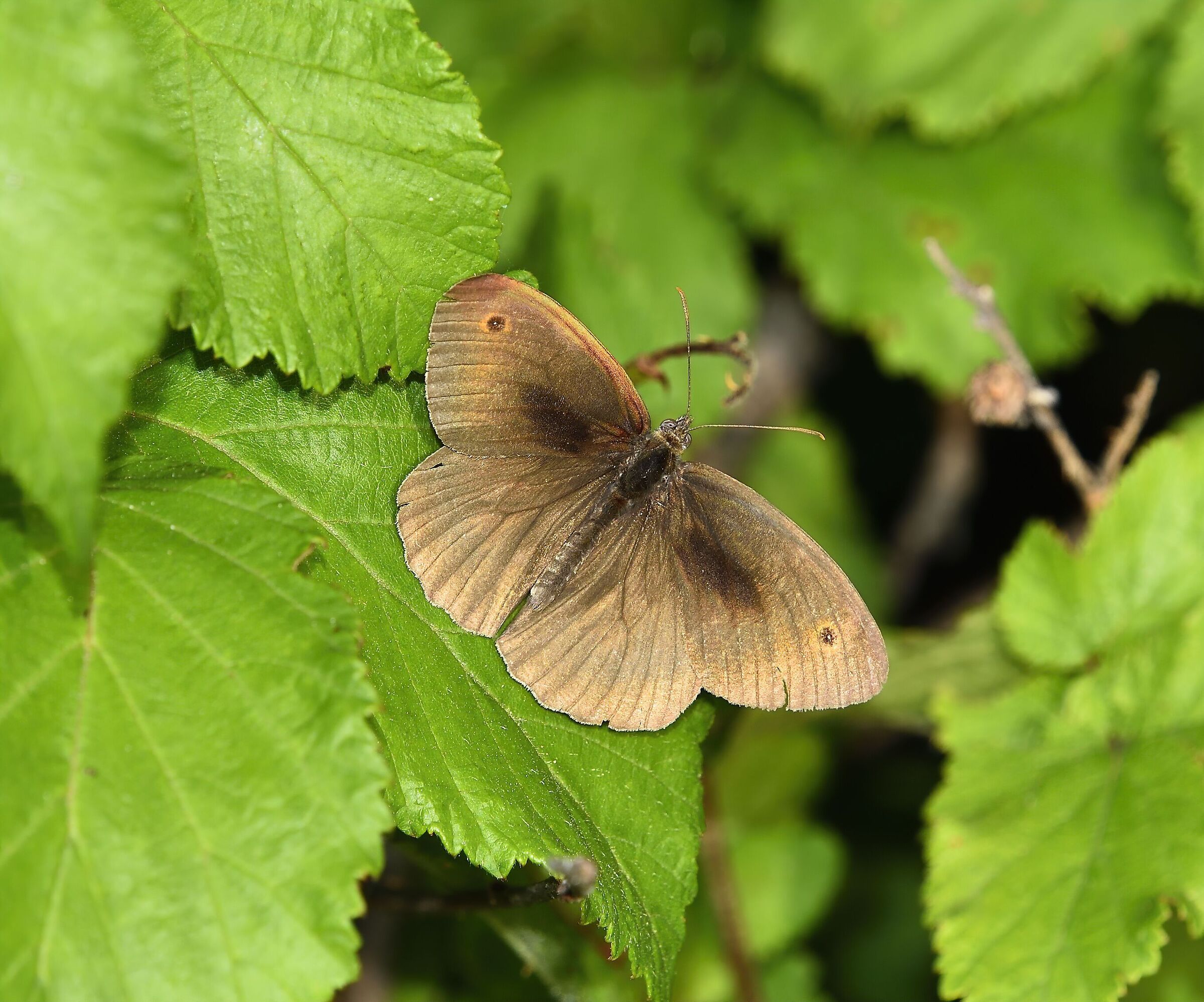 Maniola jurtina (Linnaeus, 1758) ? Italy