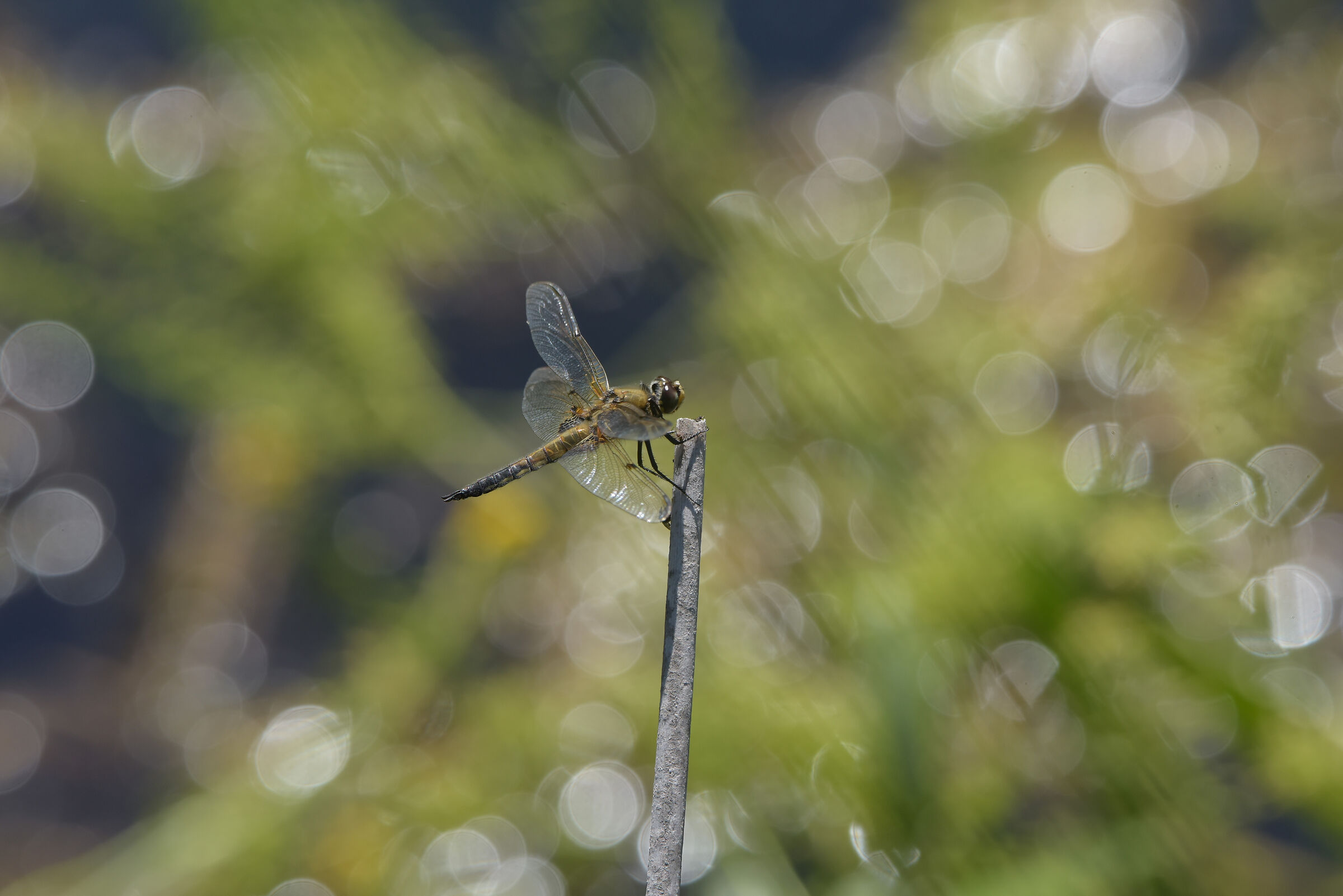 dragonfly