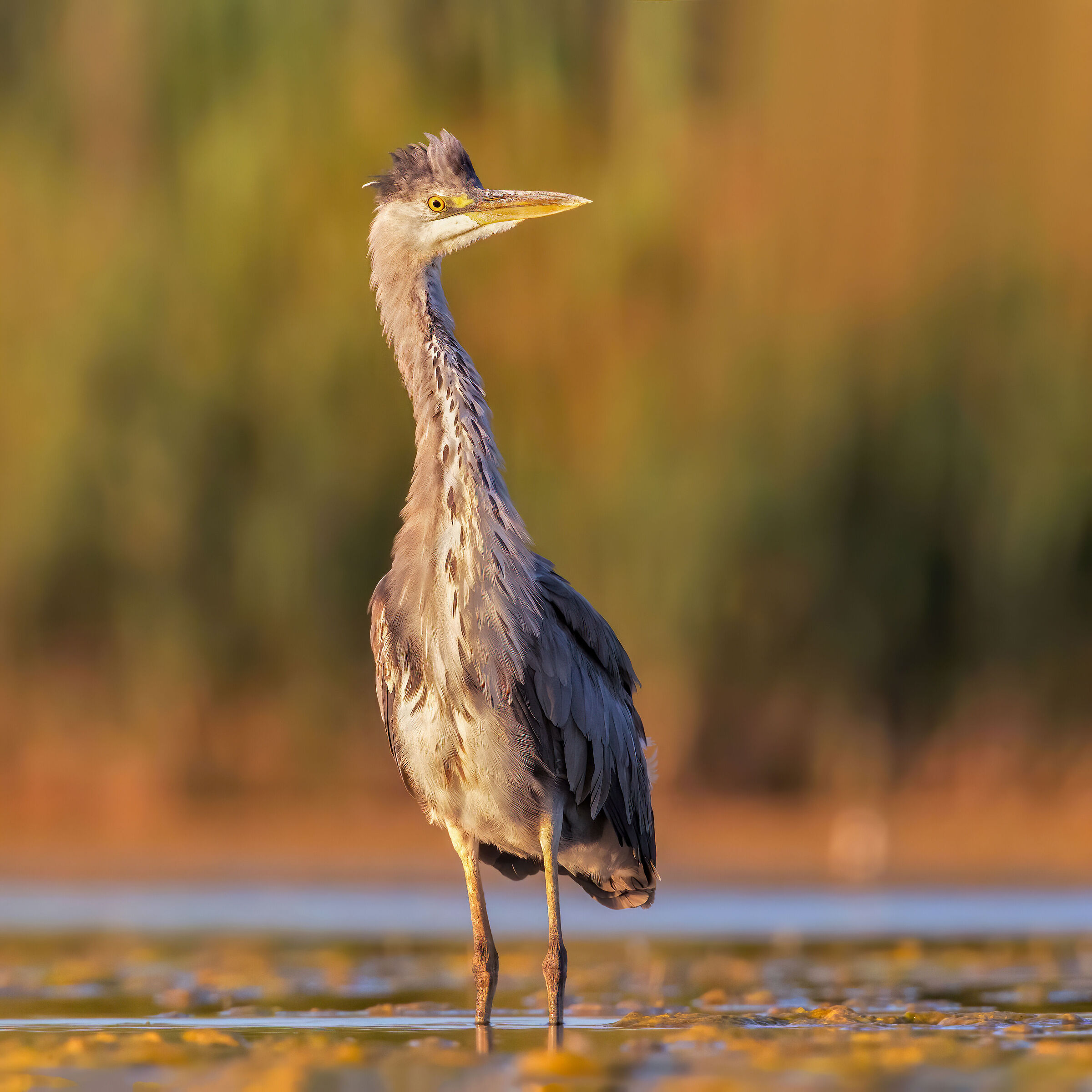 Gray heron at sunset
