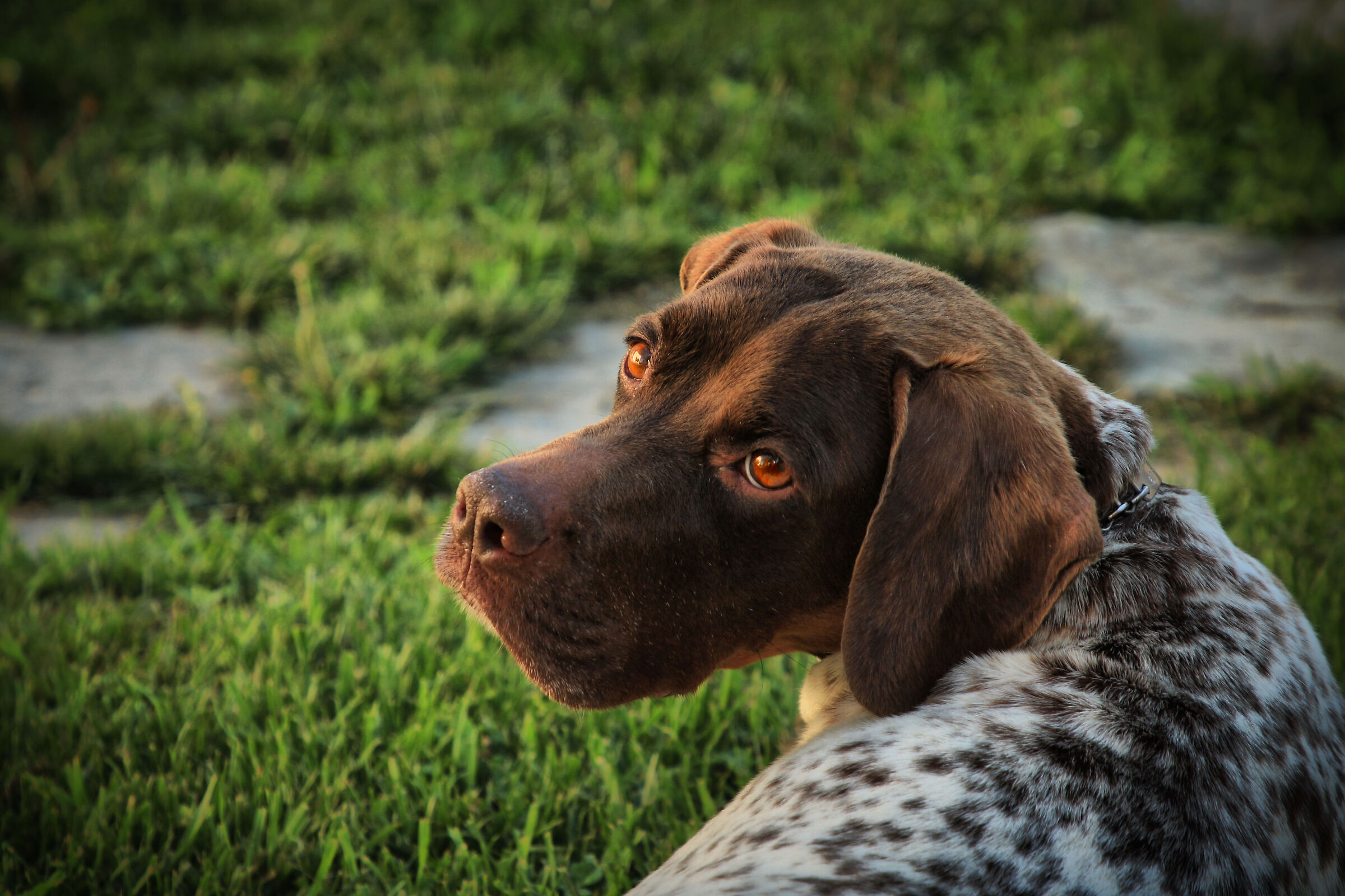 Iona
