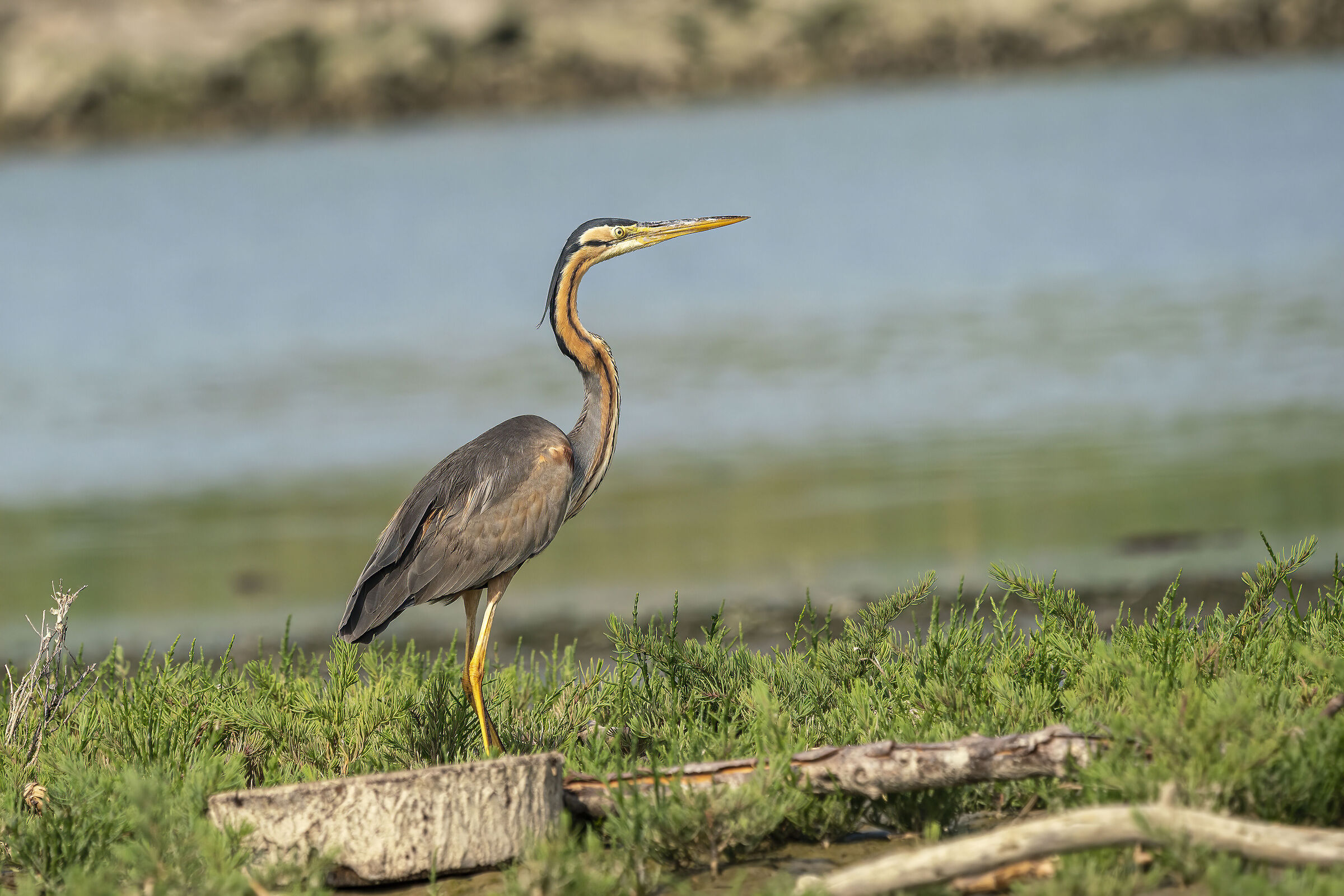 Il rosso in posa... mi vede...