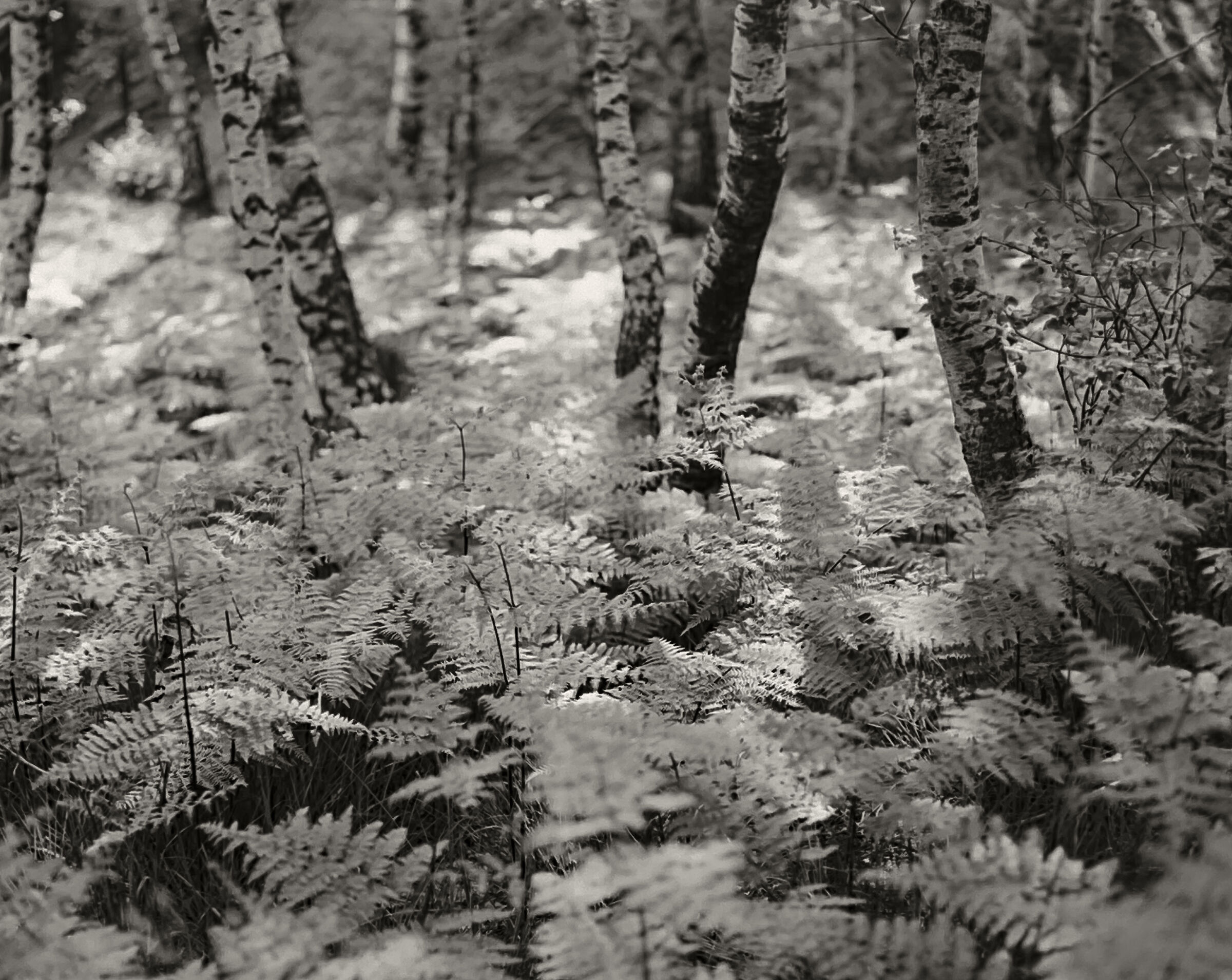 Ferns and birches