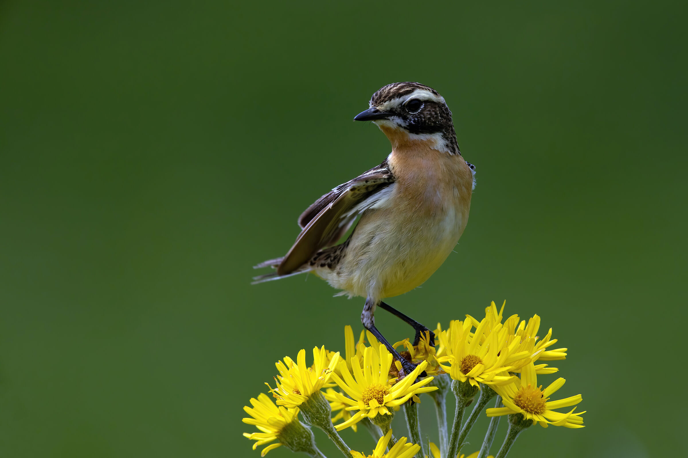 whinchat
