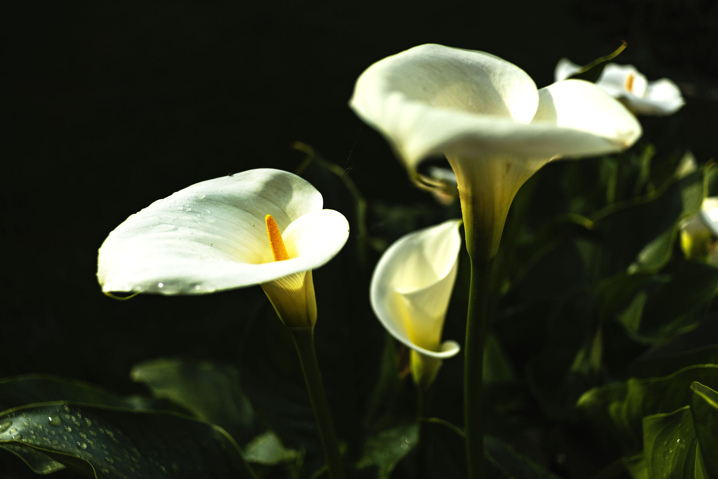 calla-2