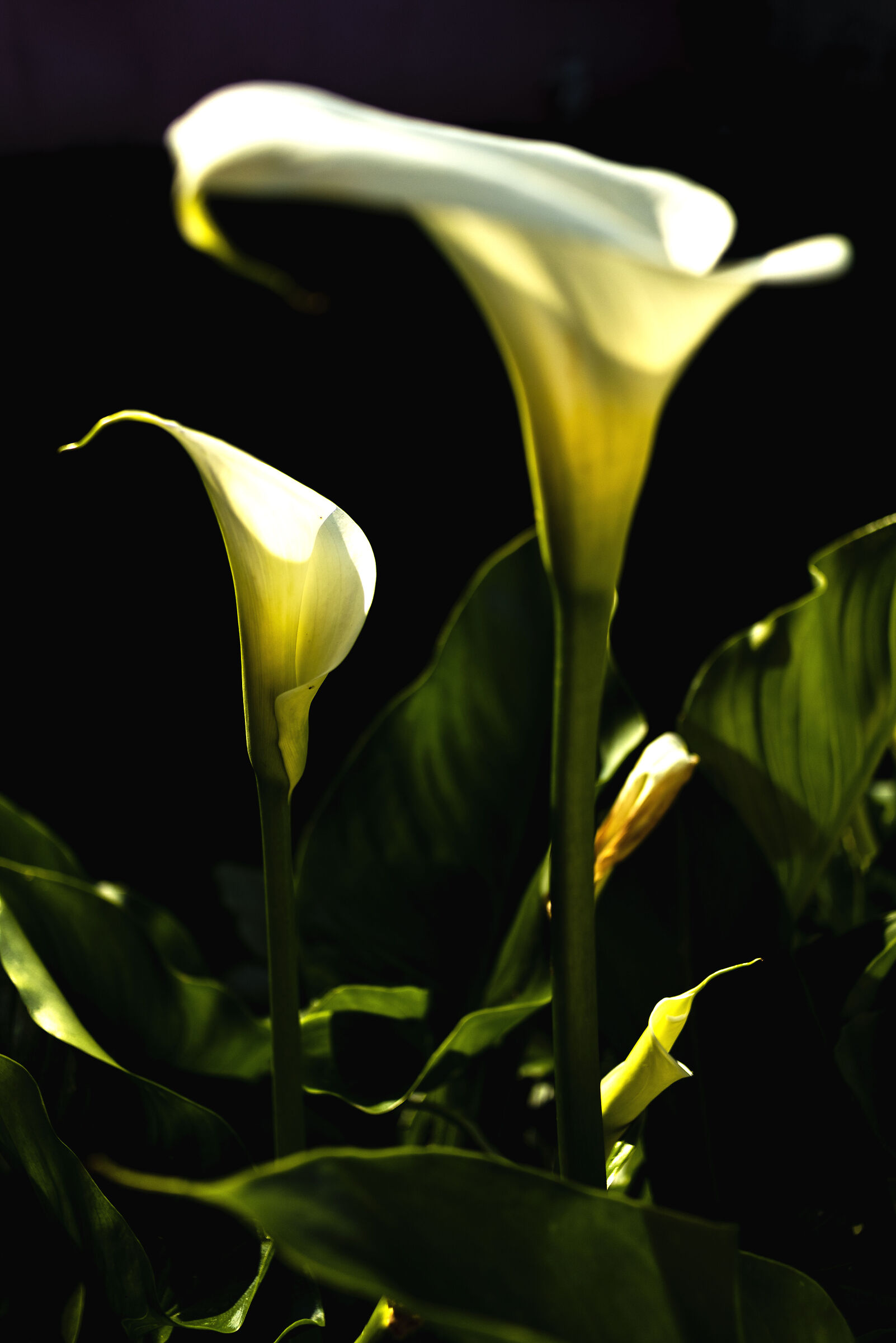 calla-3