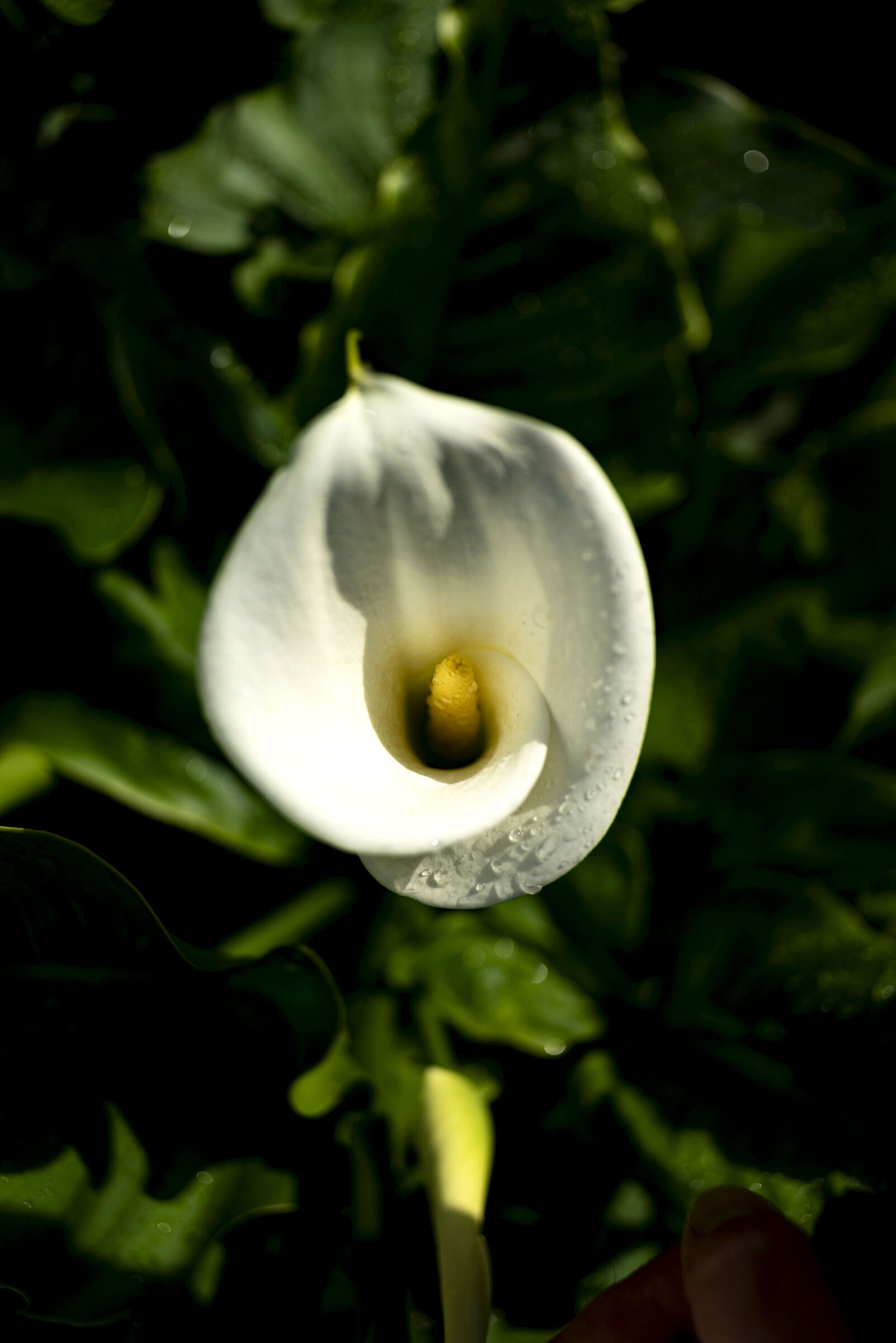 calla-4