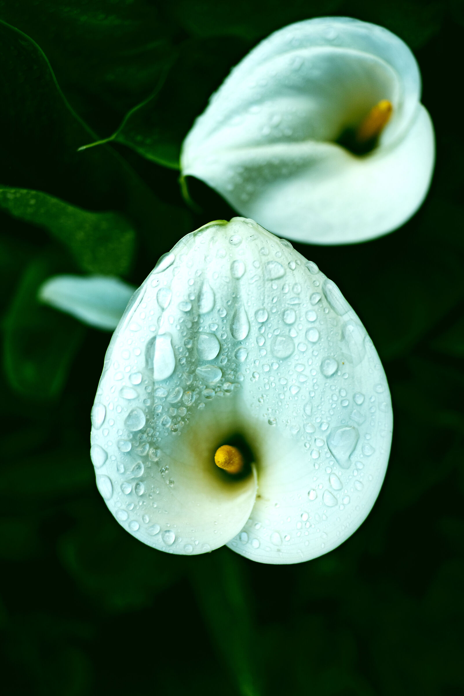 calla-5