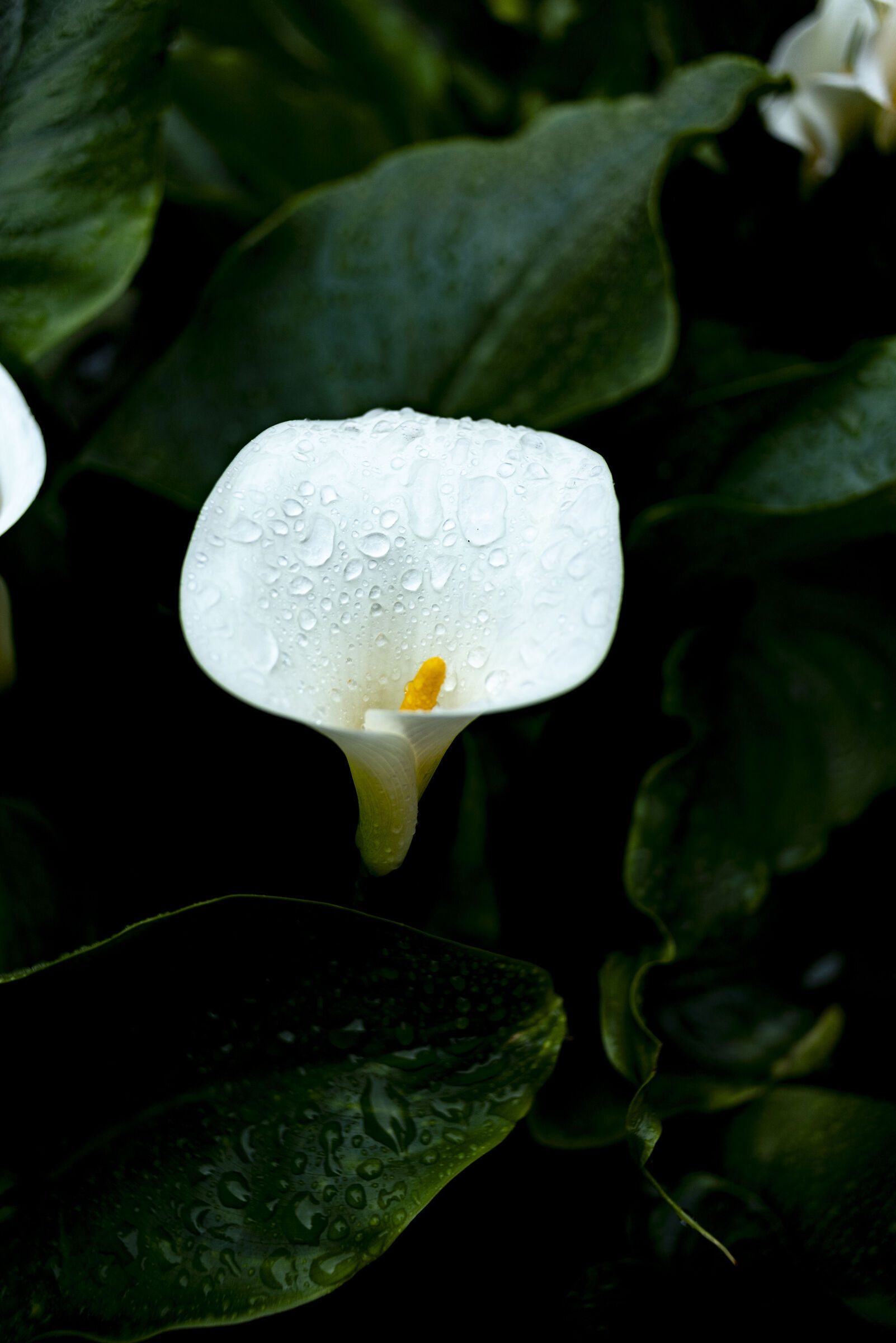 calla-6