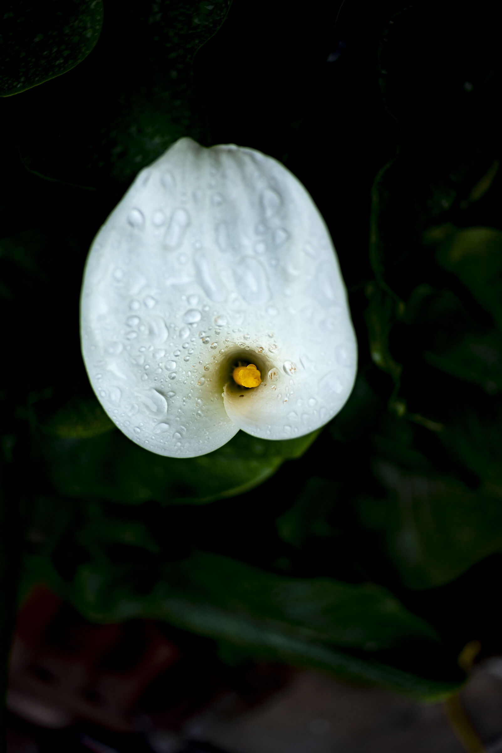 calla-7